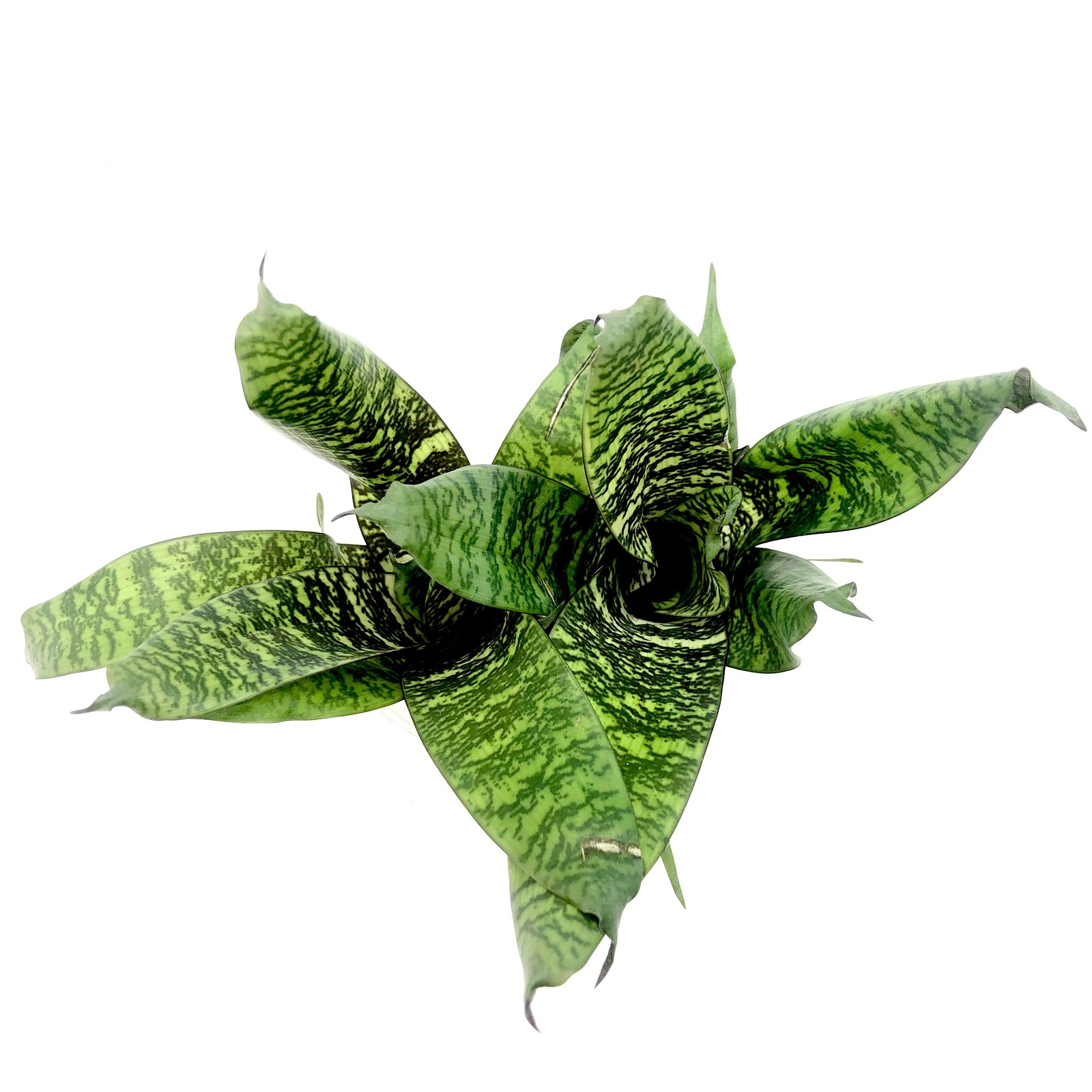 Vriesea fosteriana 