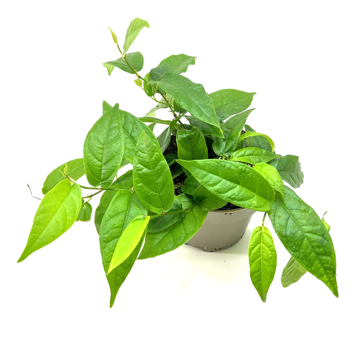 Ficus sagitatta