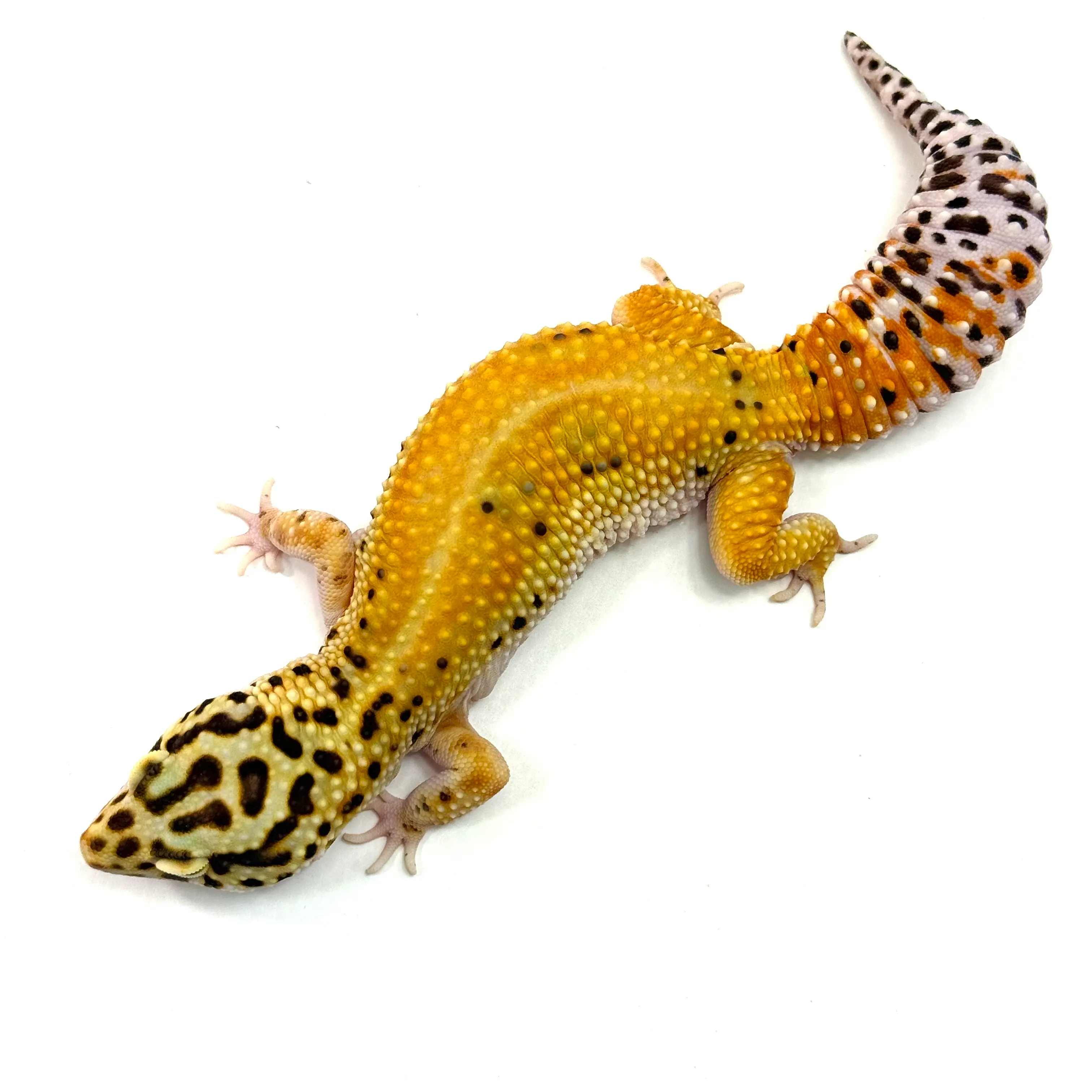 Tangerine