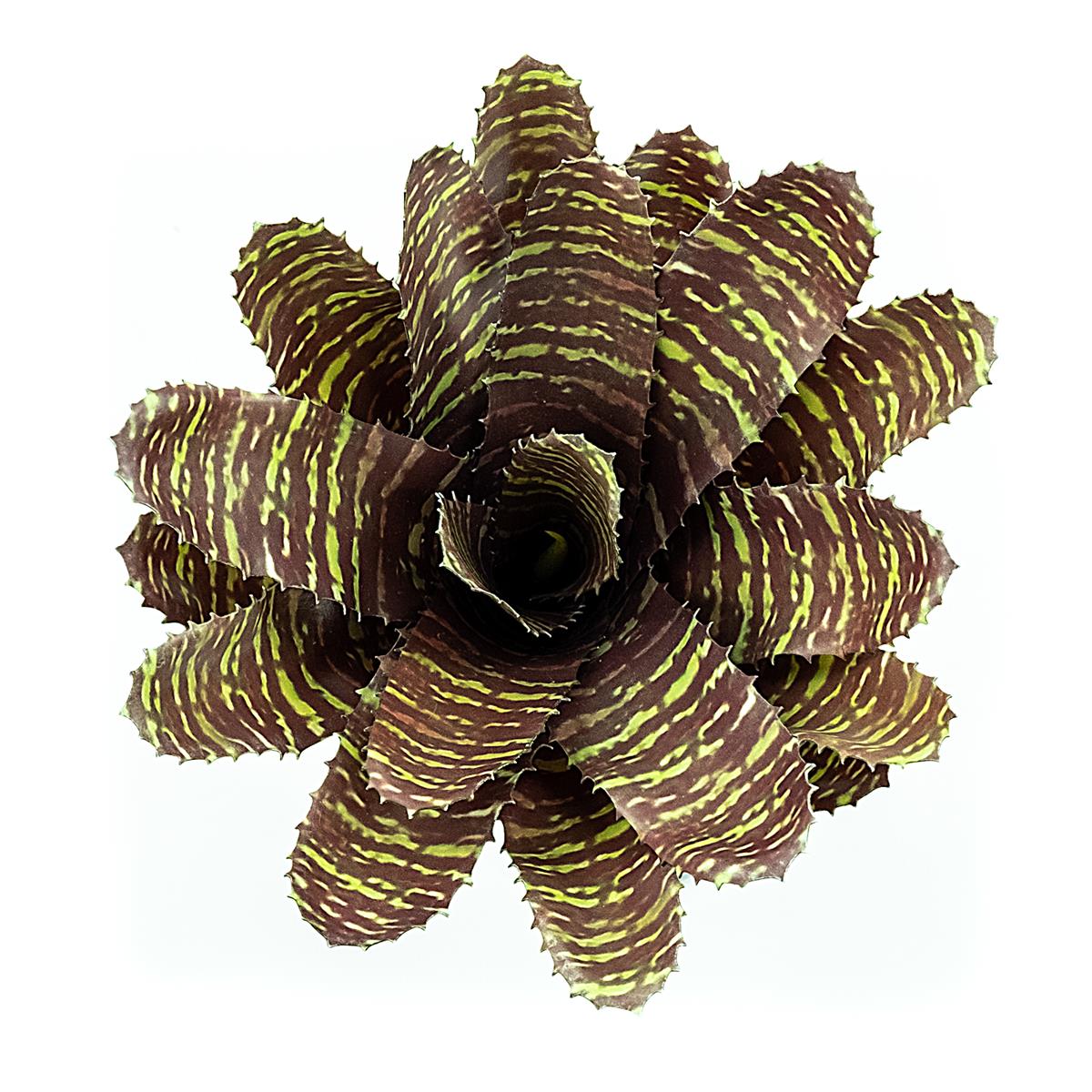 Chestnut Bromelie Terrarienpflanzen