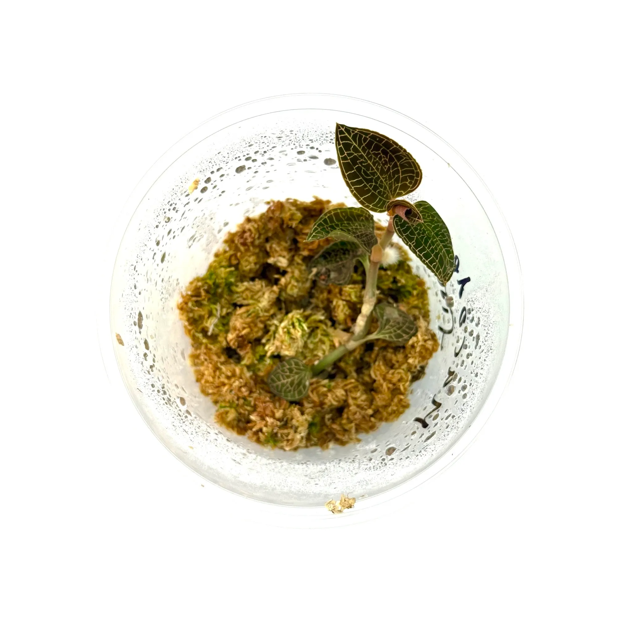 Macodes Anoectochilus roxburghii 'Firebird'