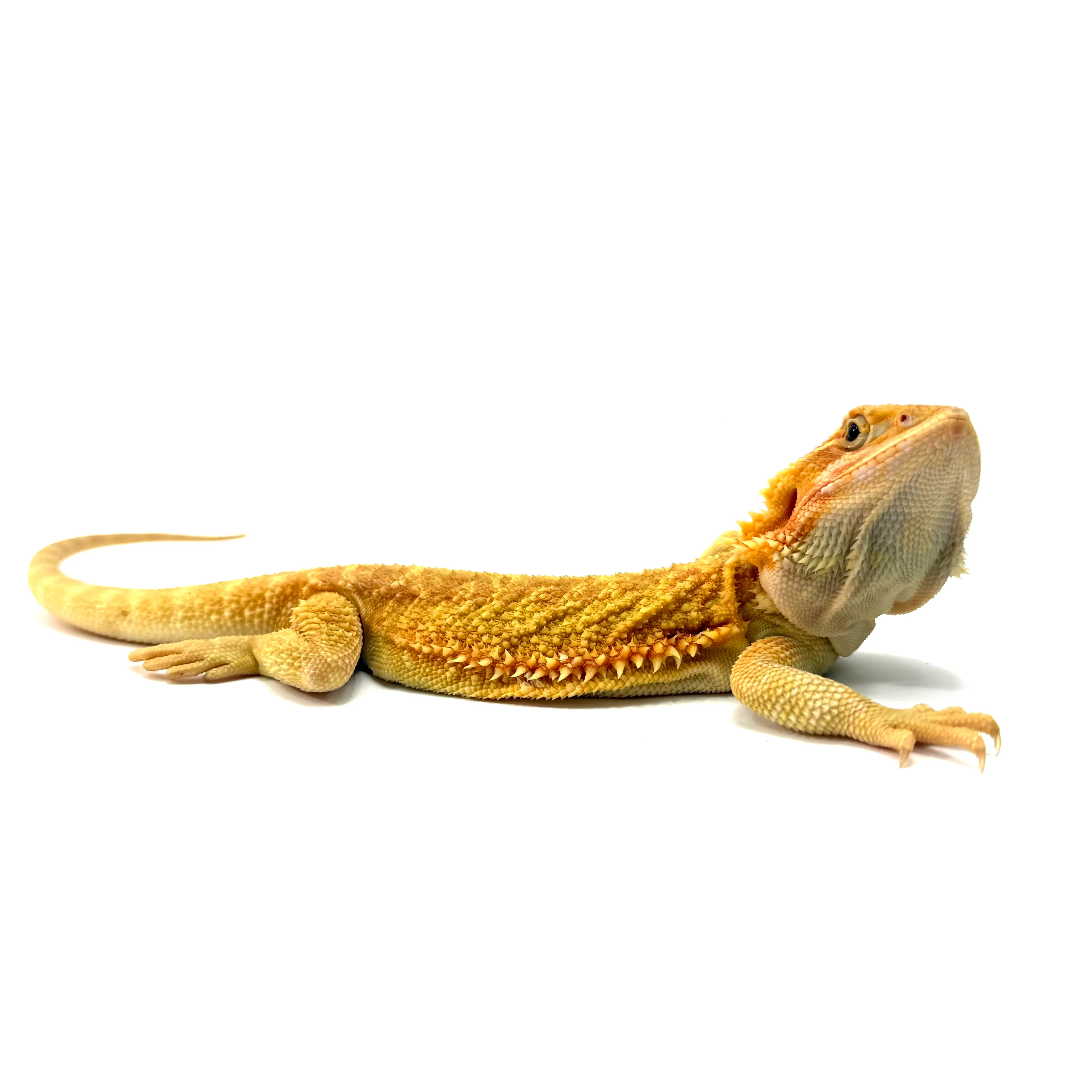 T-Albino Bartagame