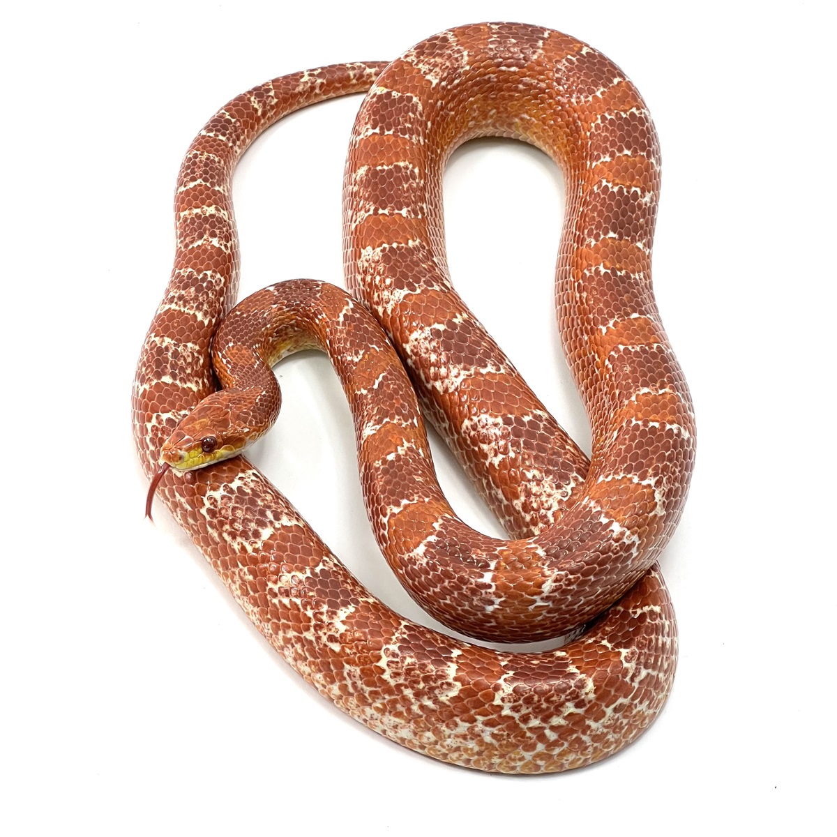 Pantherophis guttatus Albino Bloodred