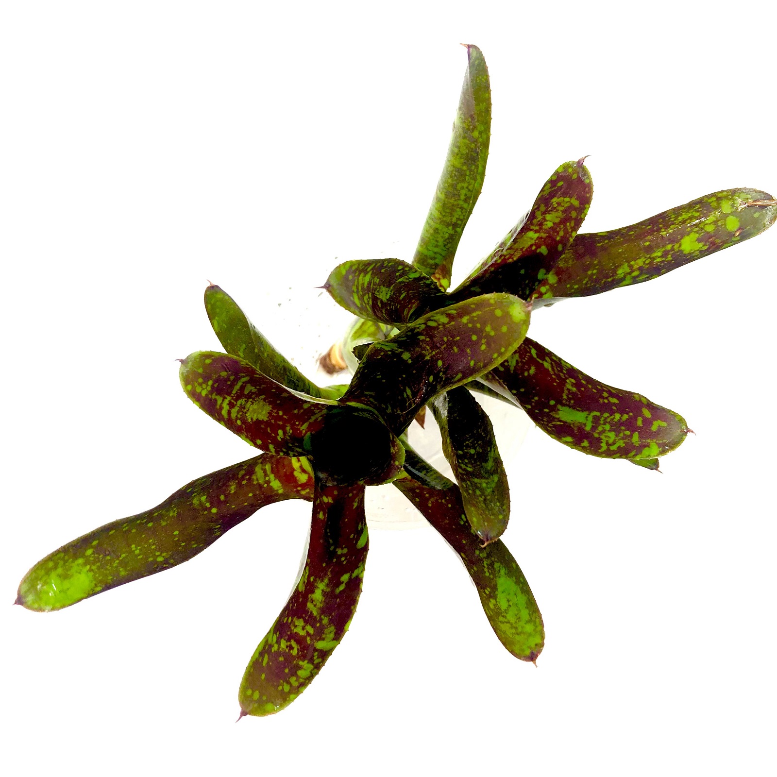 Neoregelia toshiya