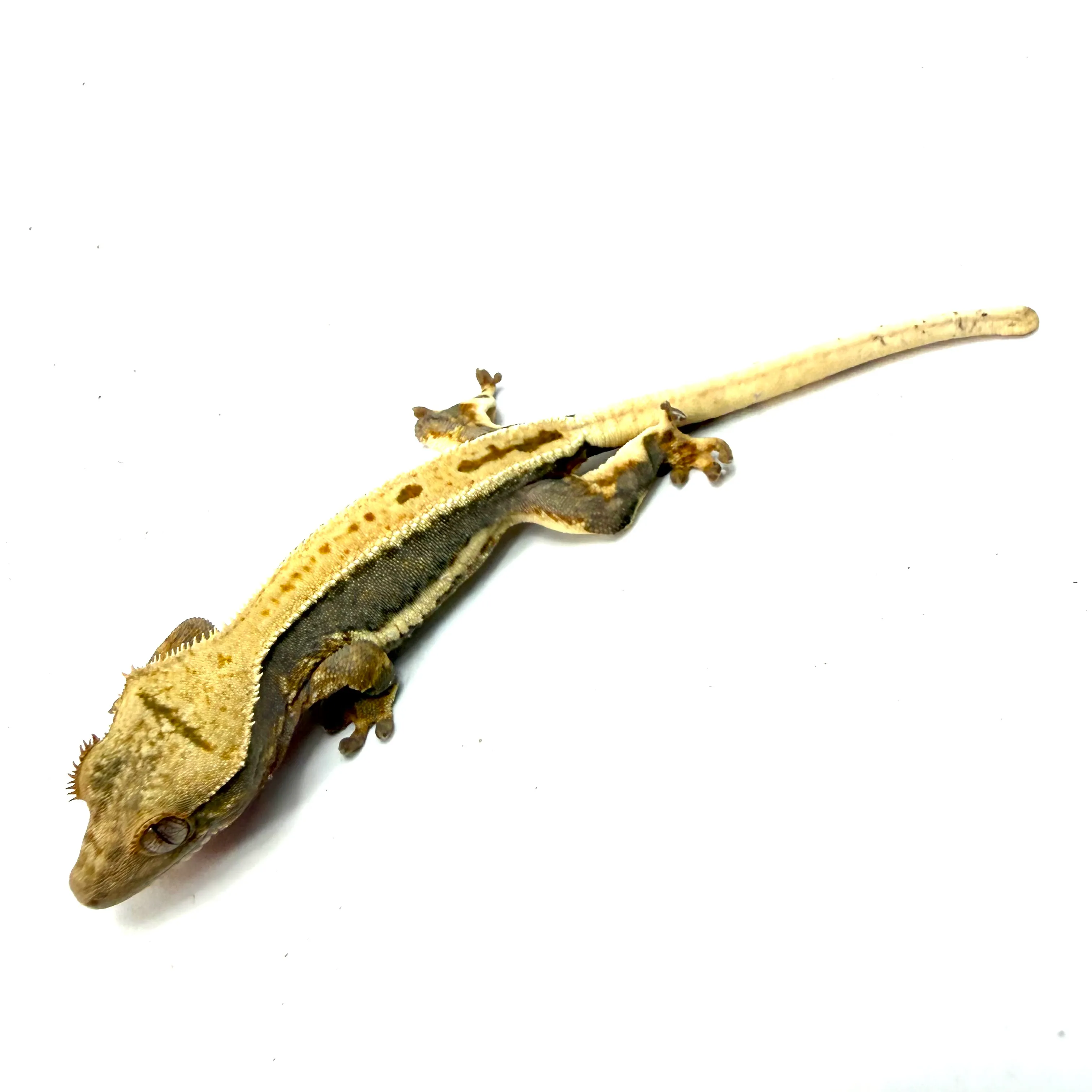 Quadstripe Kronengecko