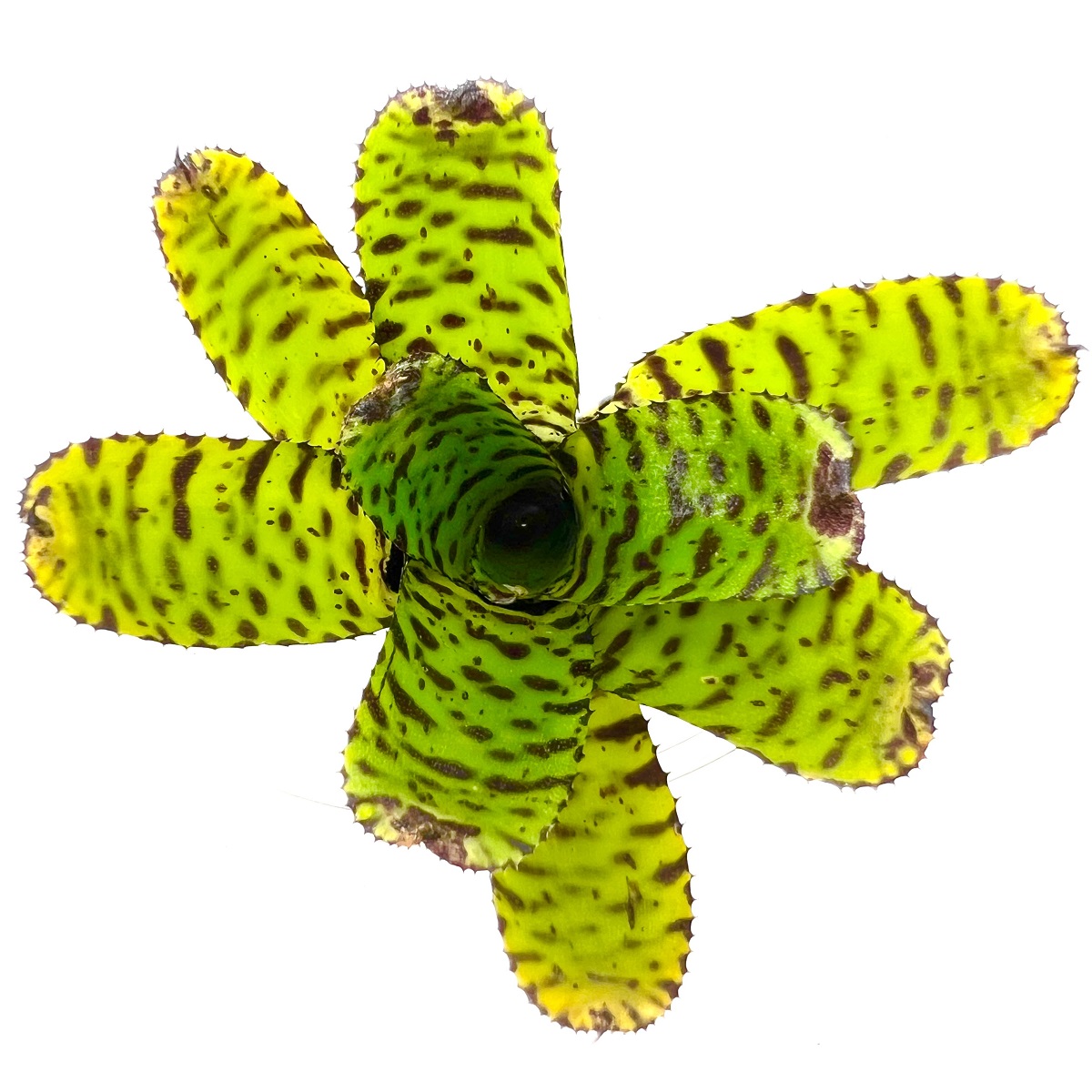Neoregelia eteria