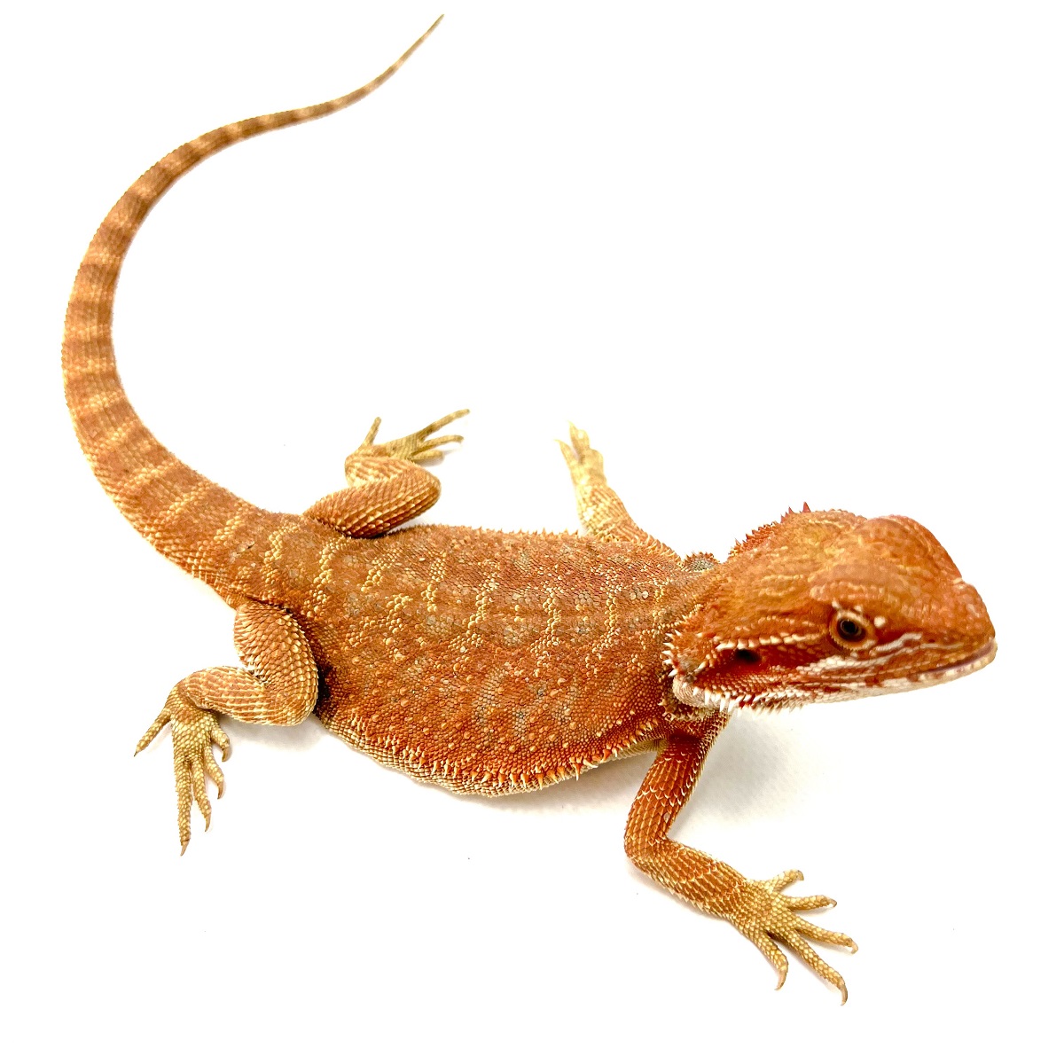 Bartagame Cawley Super Red