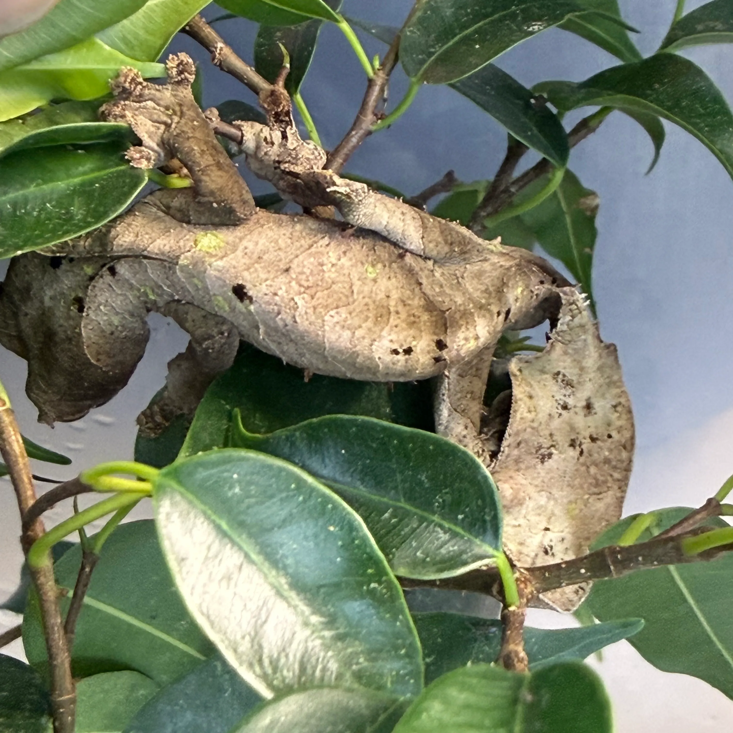 Uroplatus phantasticus – Blattschwanzgecko 