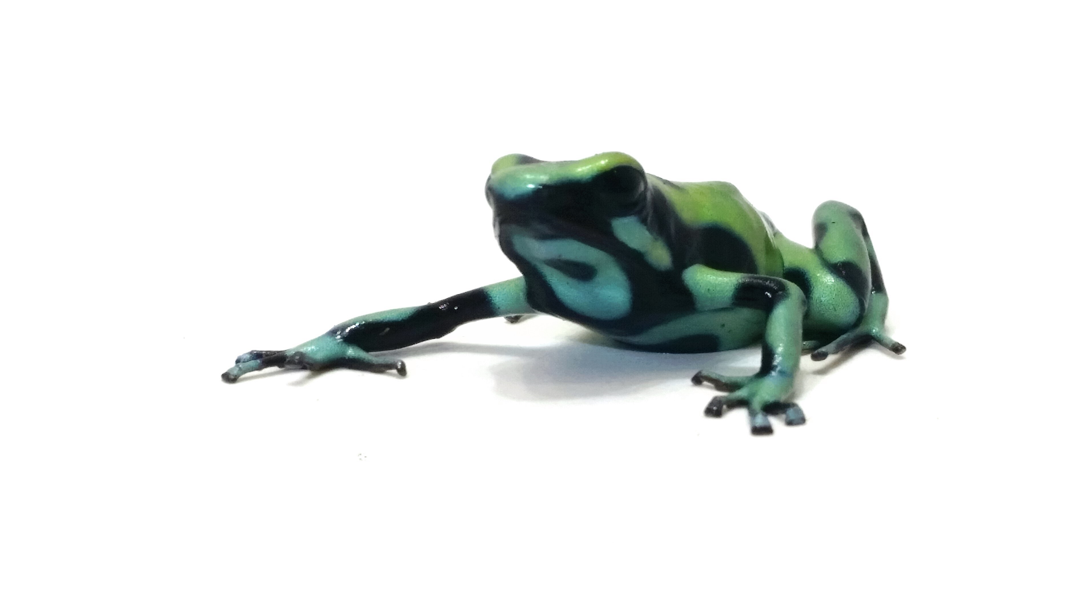 Dendrobates auratus karibik