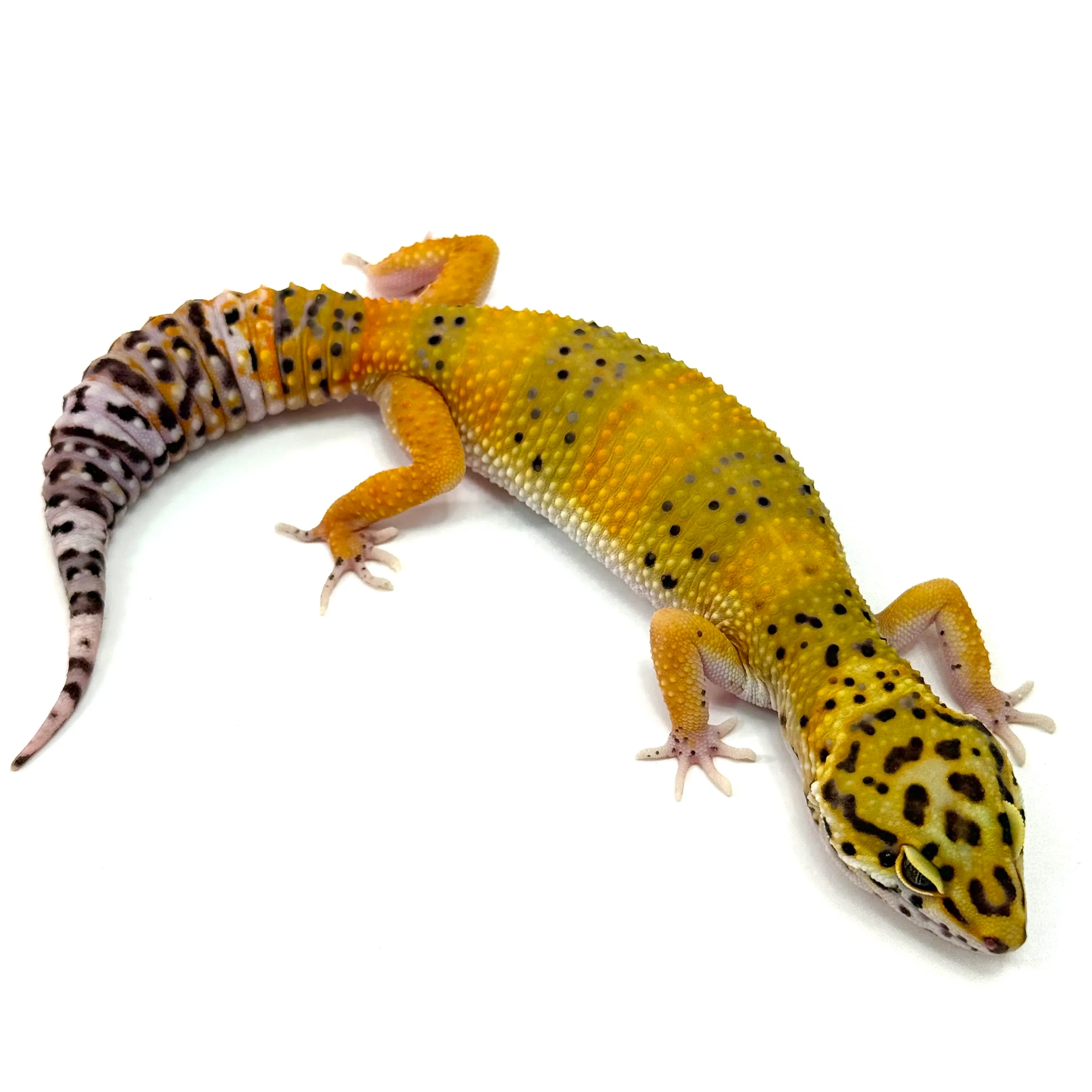 Tangerine het Tremper