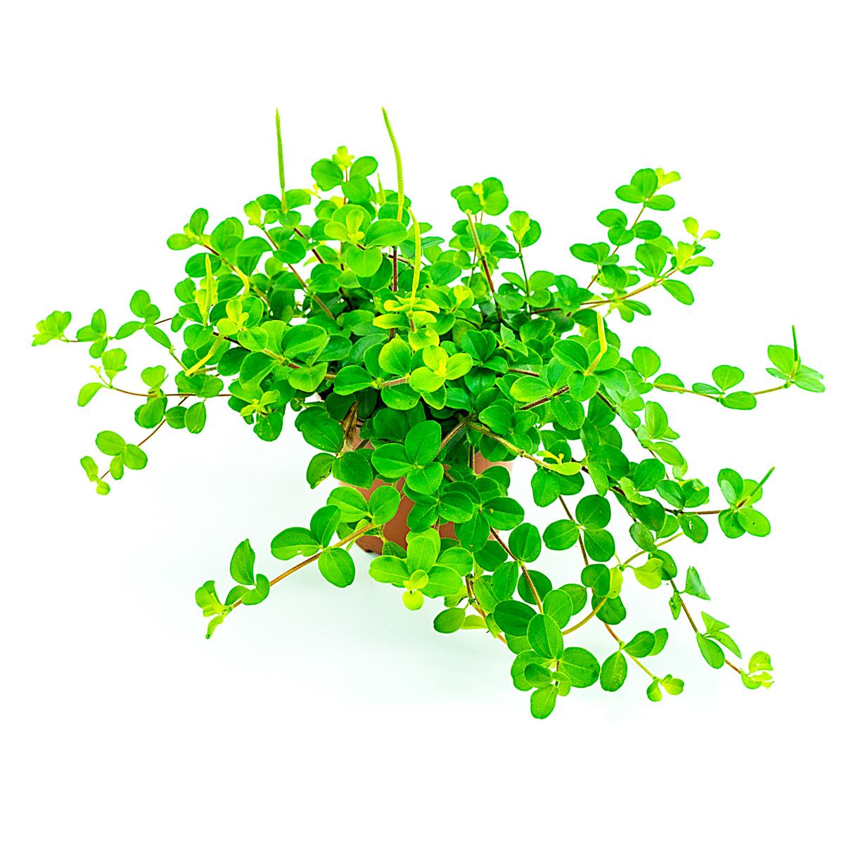 Peperomia spec. rotundefolia