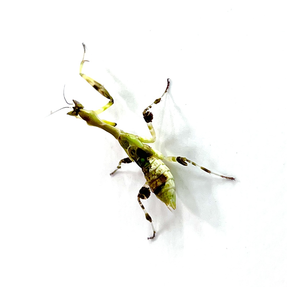 Galinthias amoena