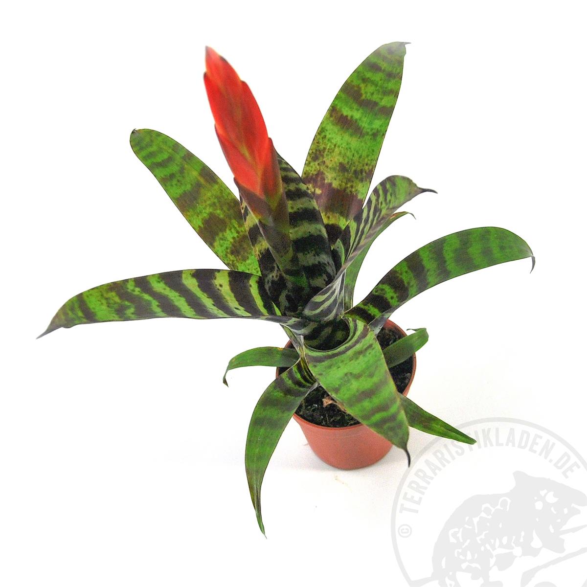 Vriesea splendens Mini Bromelie