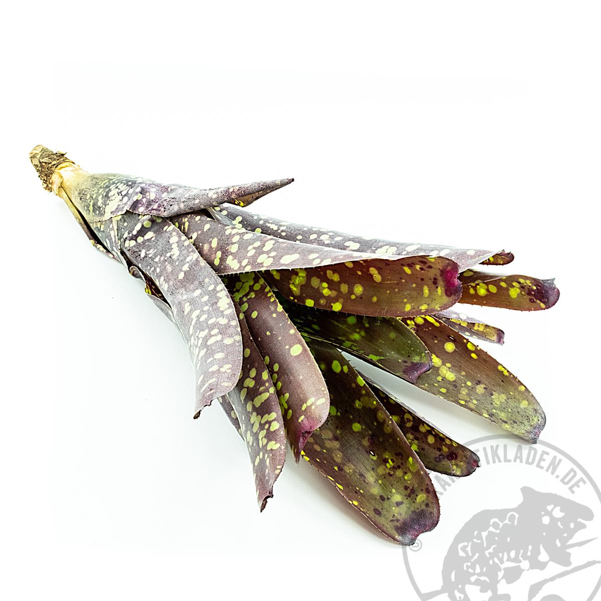 Neoregelia marmorata Bromelie