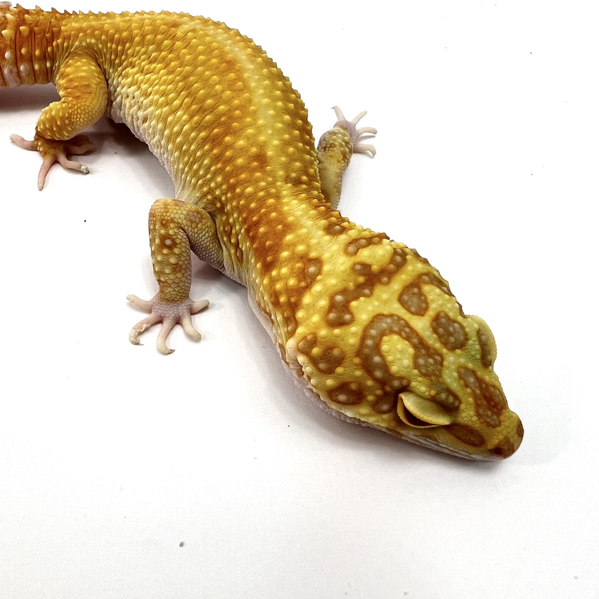 Jungle Copper Designer Leopardgecko Jungle Copper Designer Leopardgecko