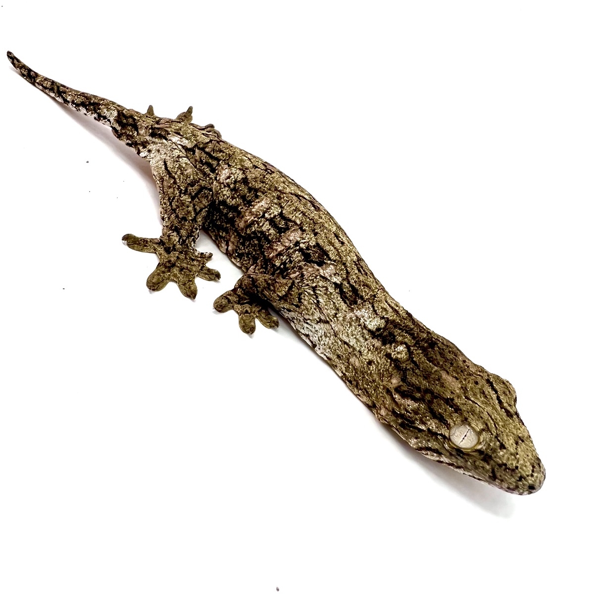 Rhacodactylus leachianus Nuu Ami