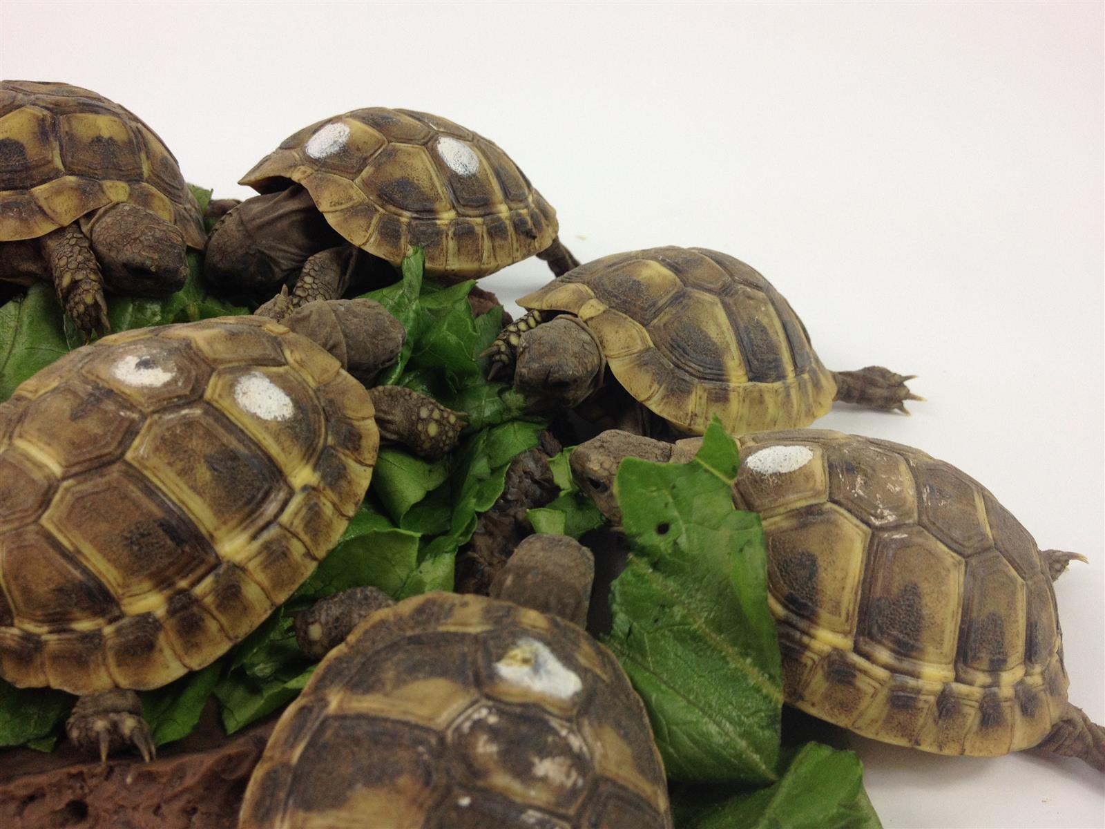 Griechische Landschildkröte Testudo hermanni