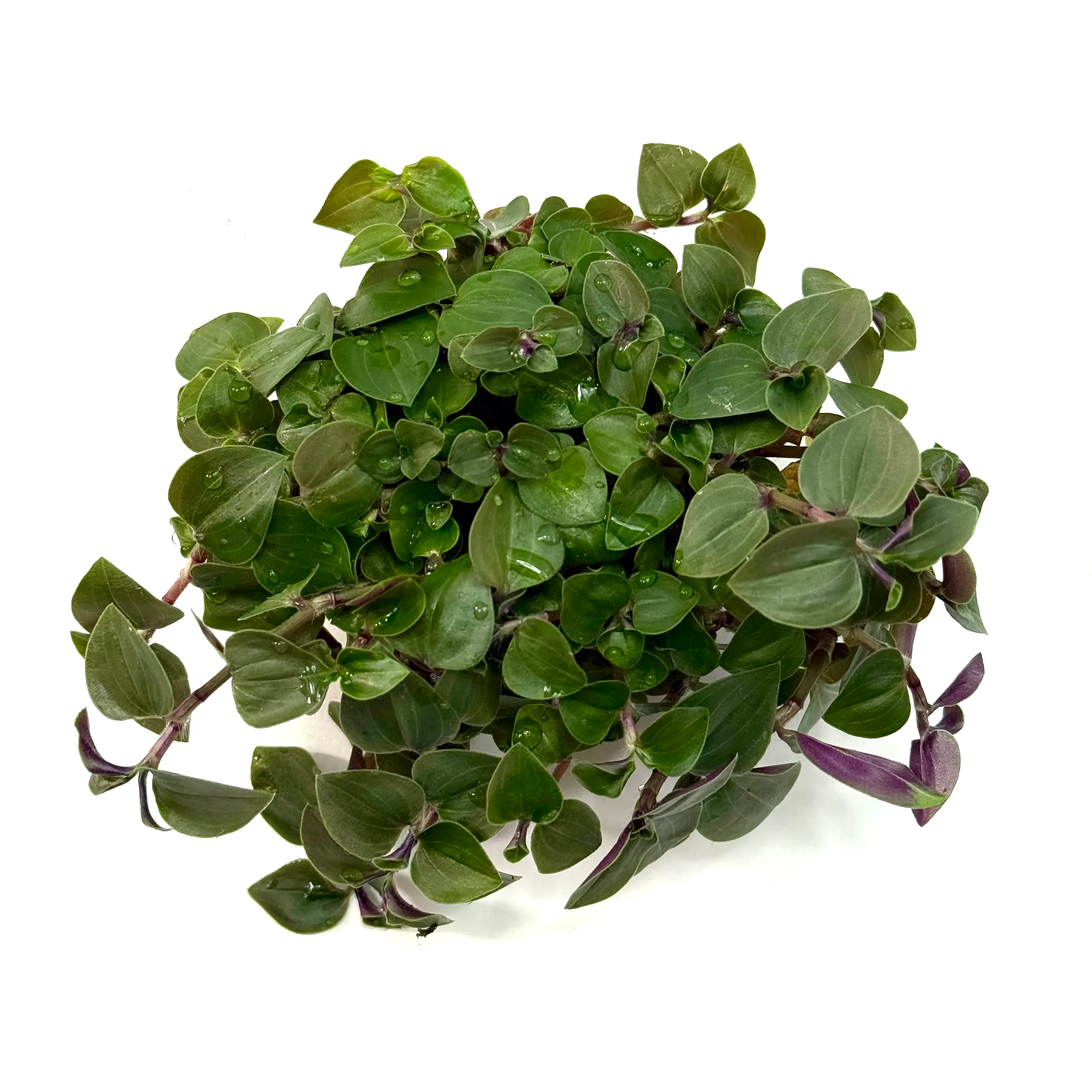 Tradescantia fluminensis – Weißblütiges Gottesauge