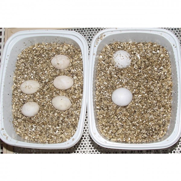 Vermiculite 1 L