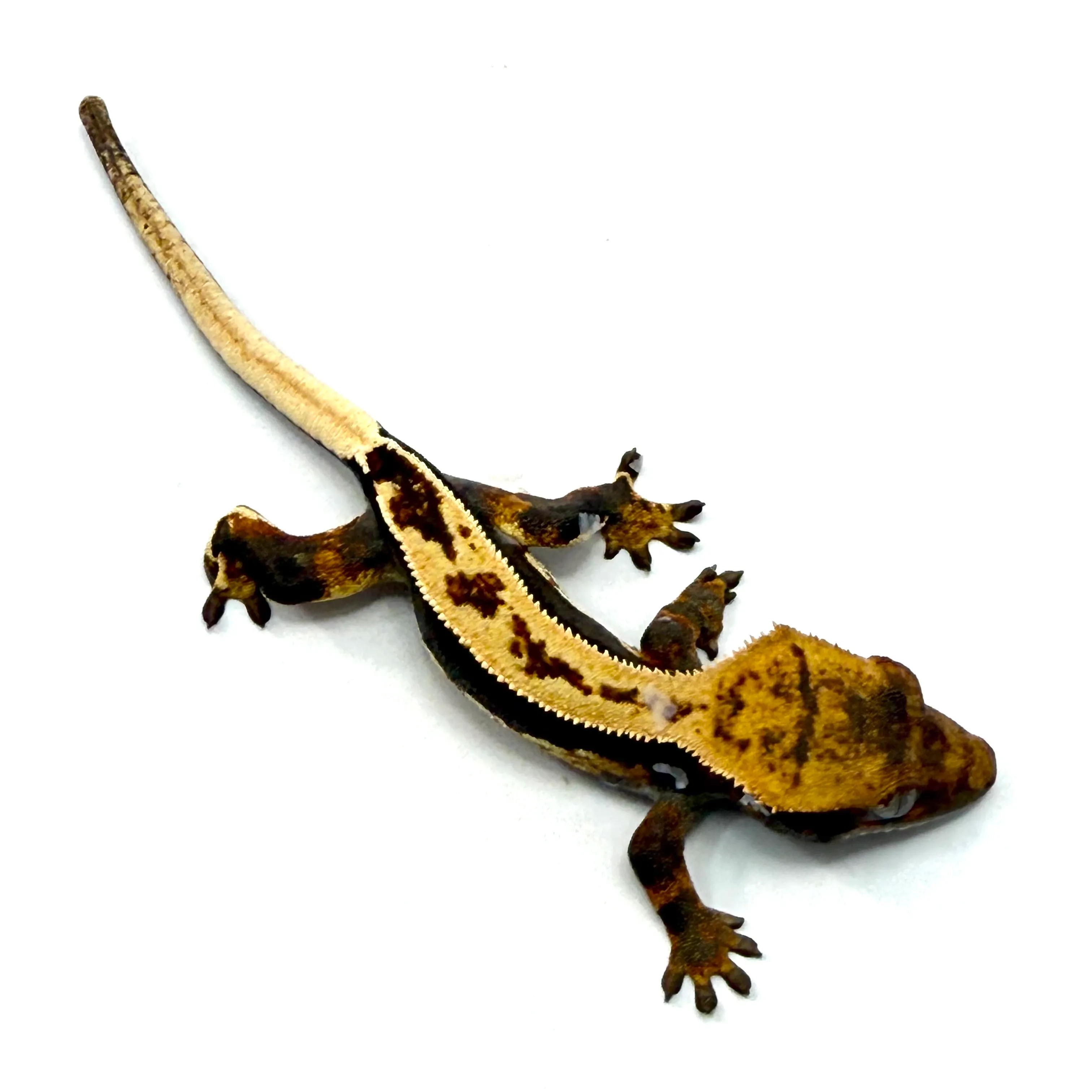 Full Pinstripe Tricolor Kneecap