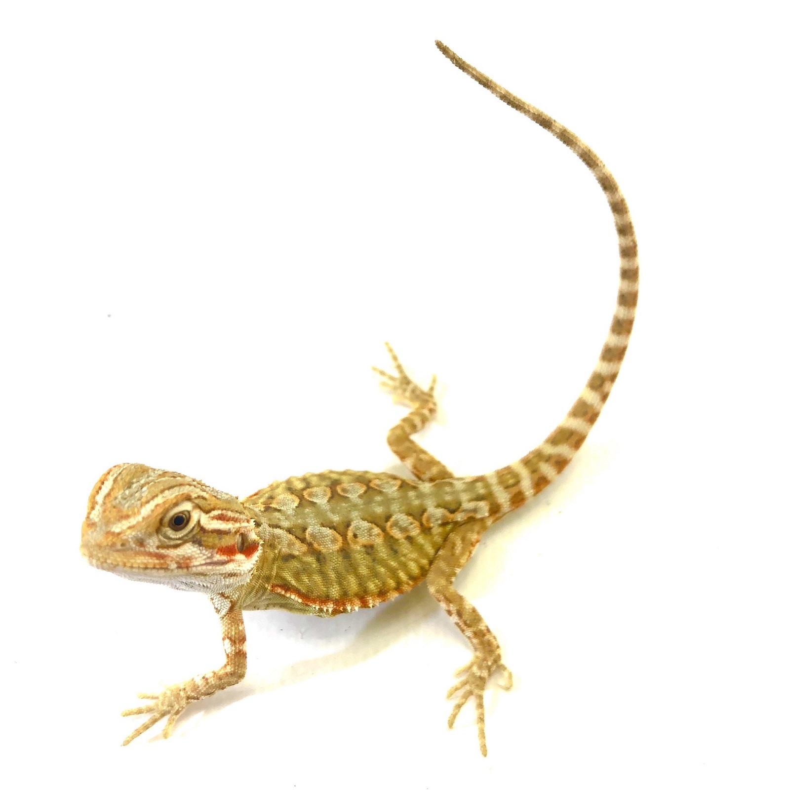 Zwergbartagame Fire Red Pogona henrylawsoni