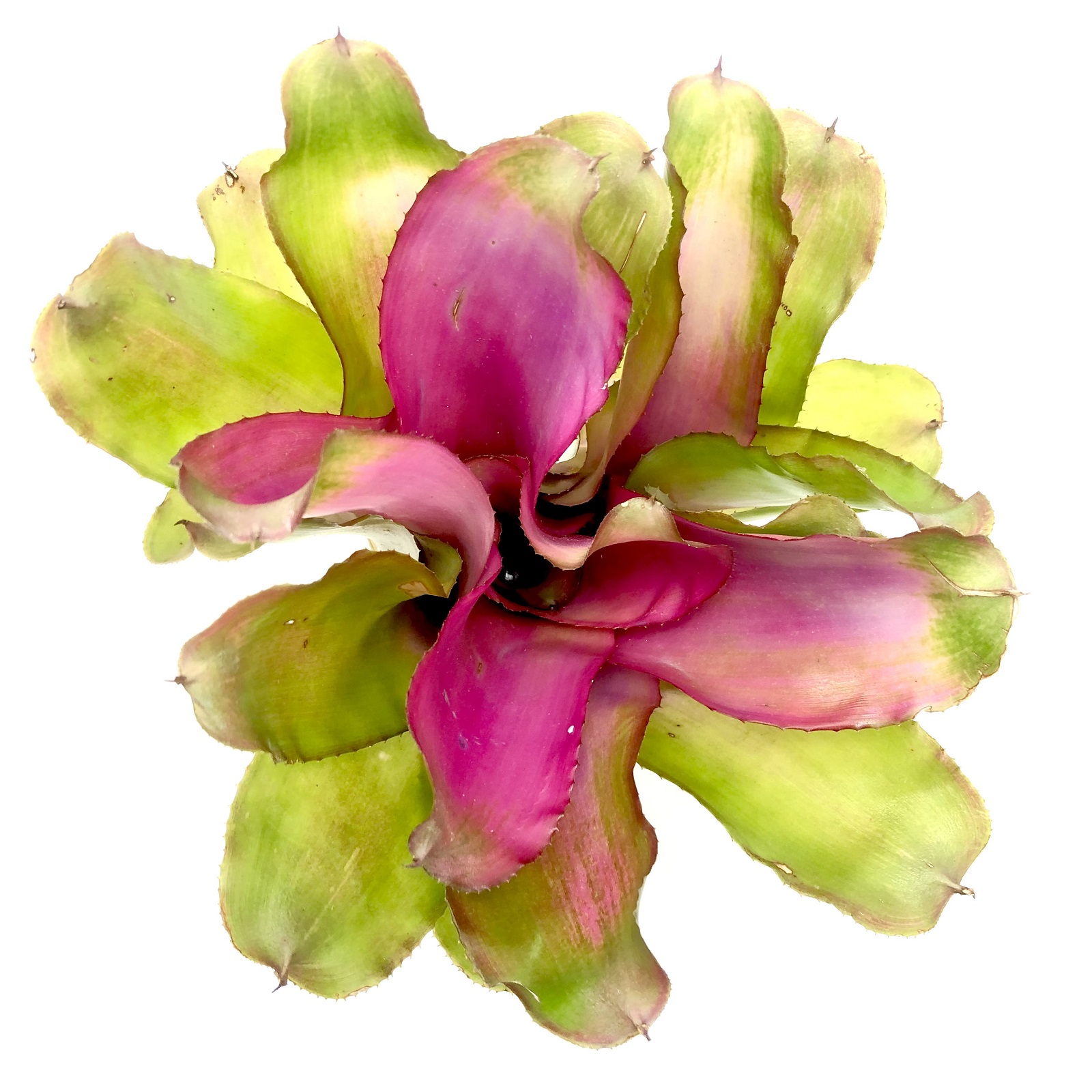 Neoregelia lila