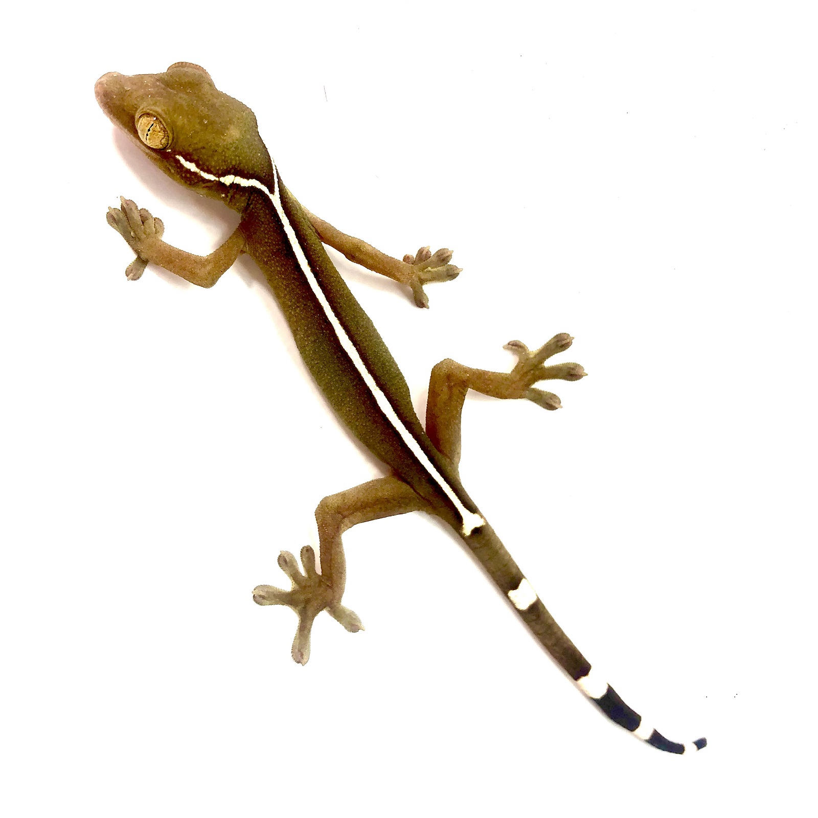 Gekko vittatus Streifengecko Gekko vittatus Streifengecko