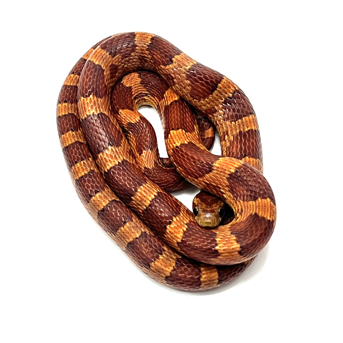 Kornnatter Pantherophis guttatus Sunkissed Kastanie