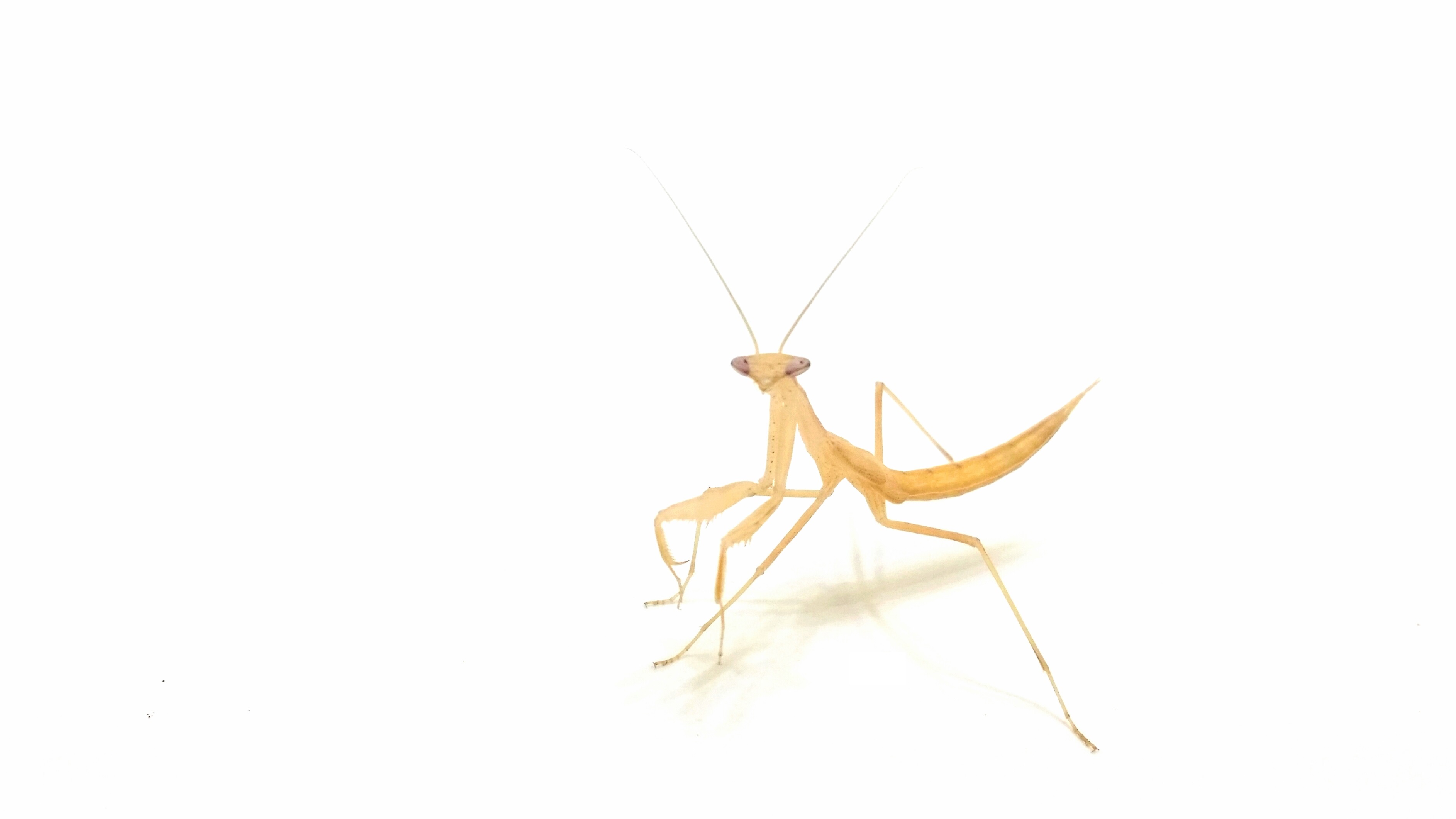 Miomantis paykullii Pharaomantis