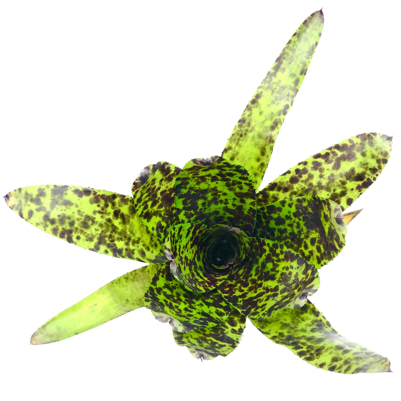 Neoregelia caviar