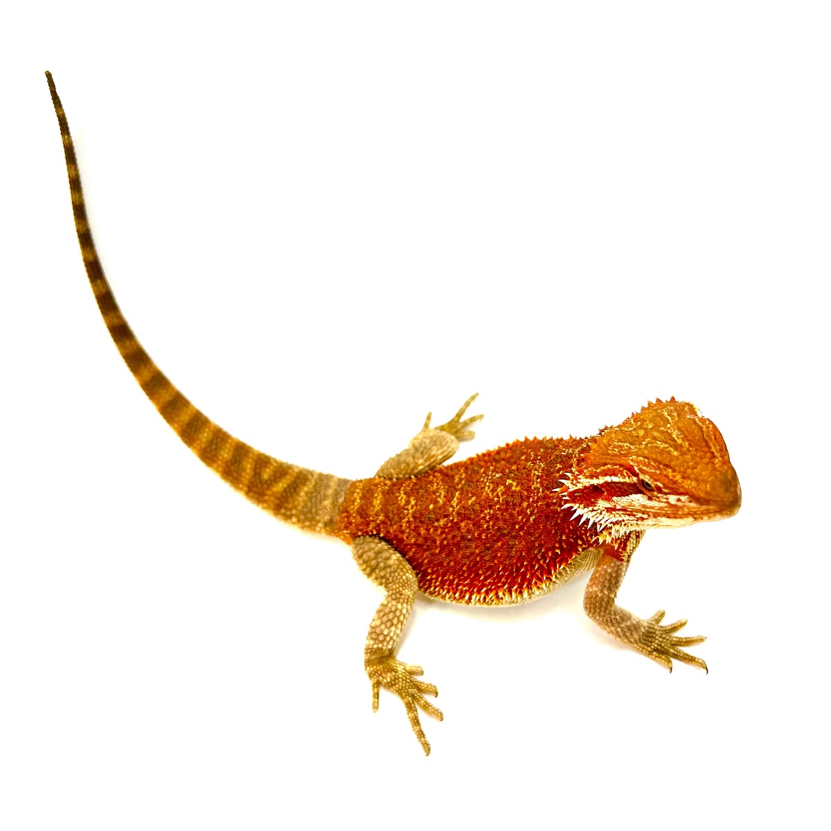 Extreme Red Sandfire Dragon
