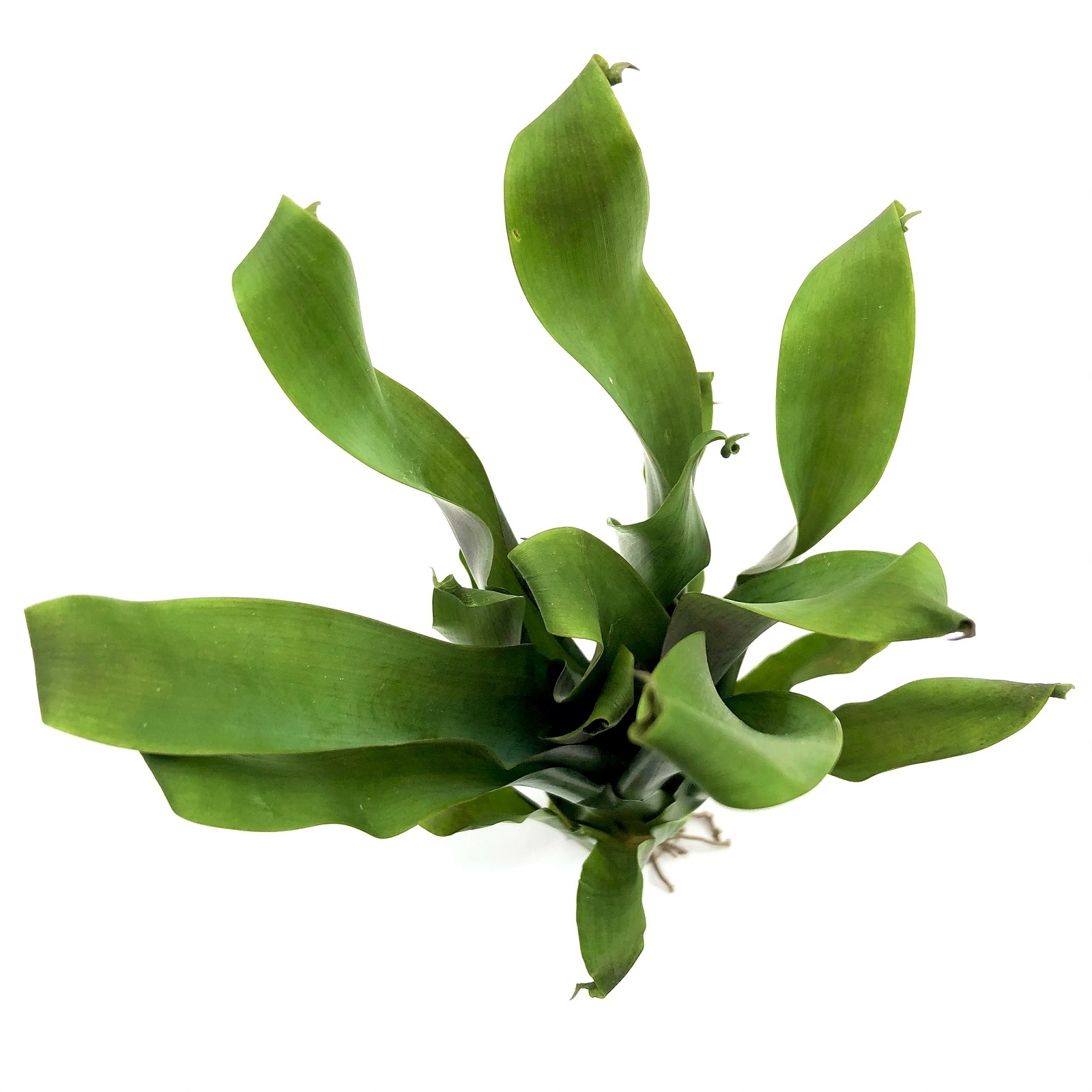 Tillandsia complanata