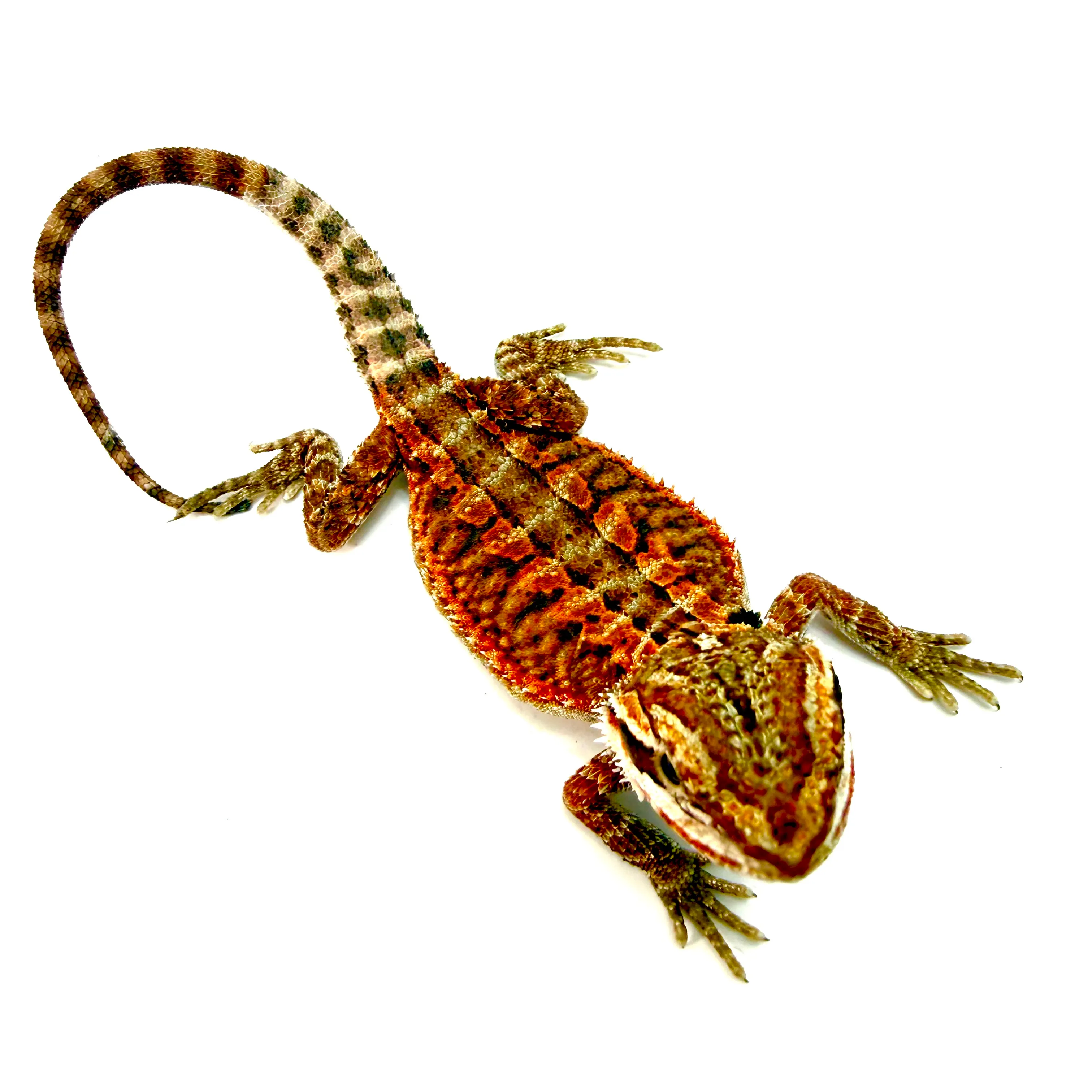 Hypo Cawley Super Red Bartagame #2 / 20 cm