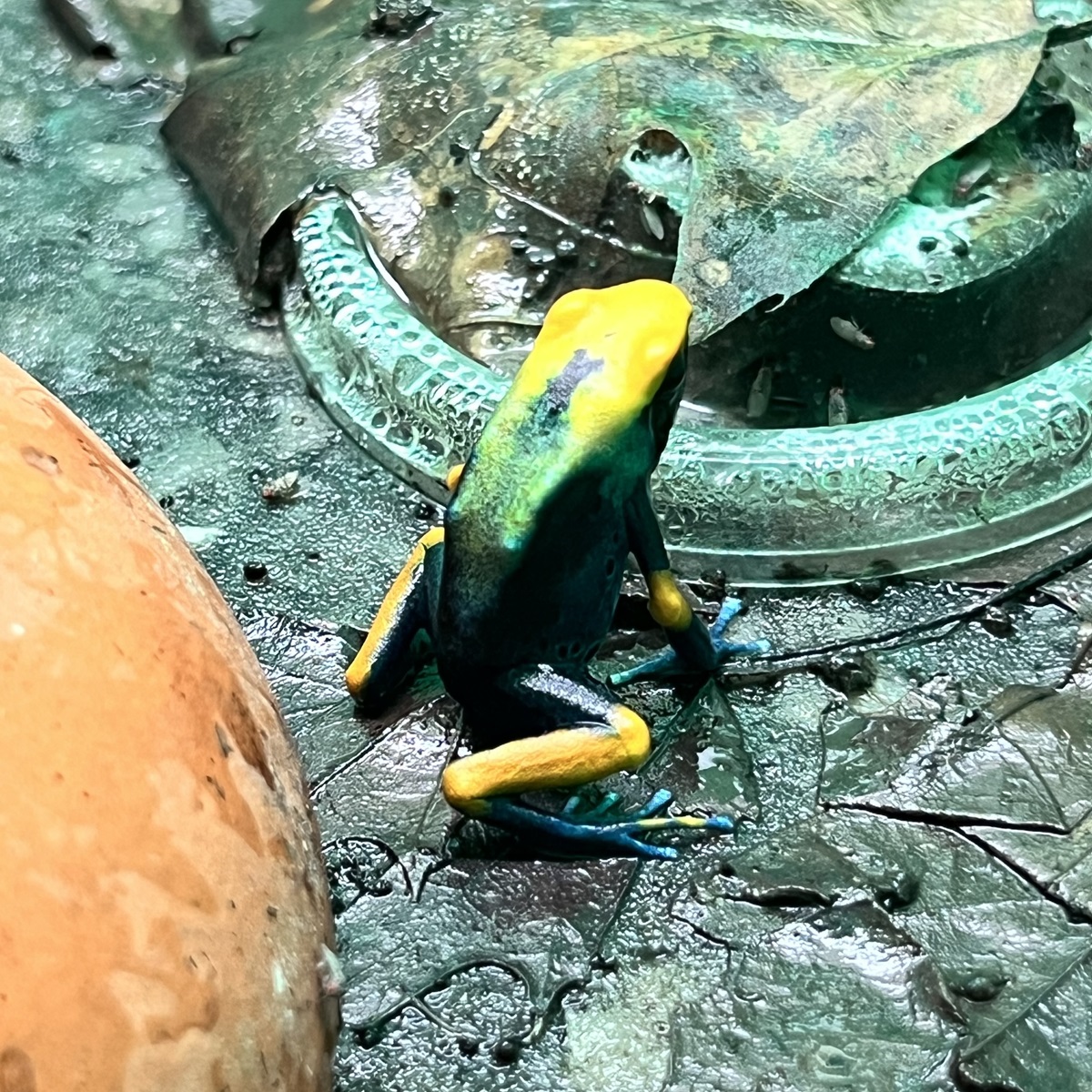 Dendrobates tinctorius tumucumaque