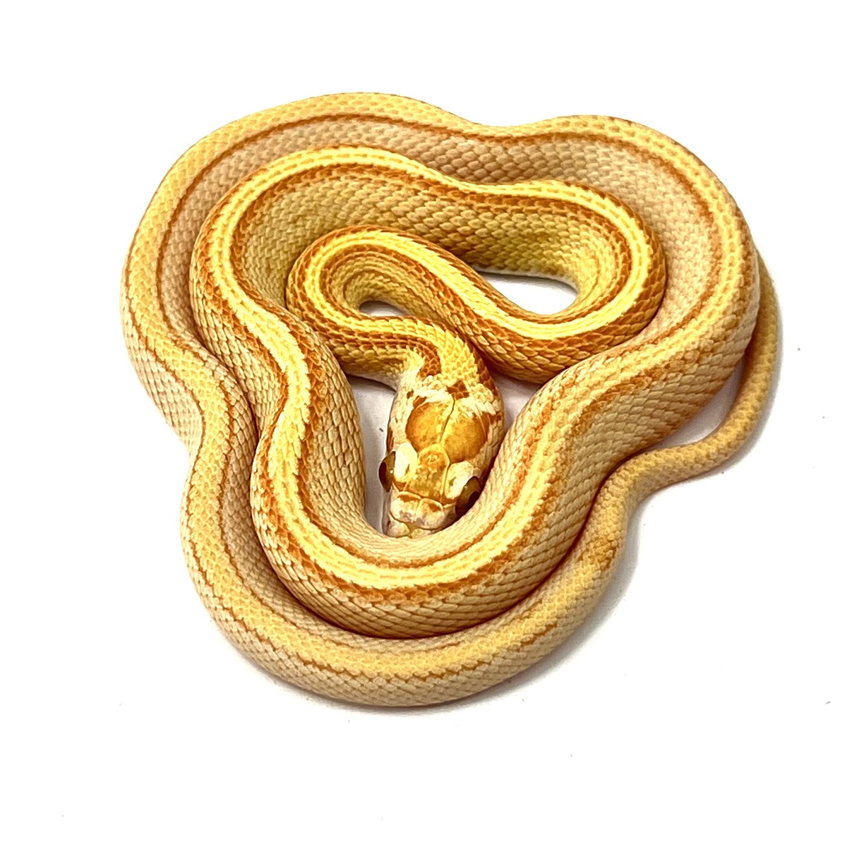 Kornnatter Pantherophis guttatus Auratum Striped