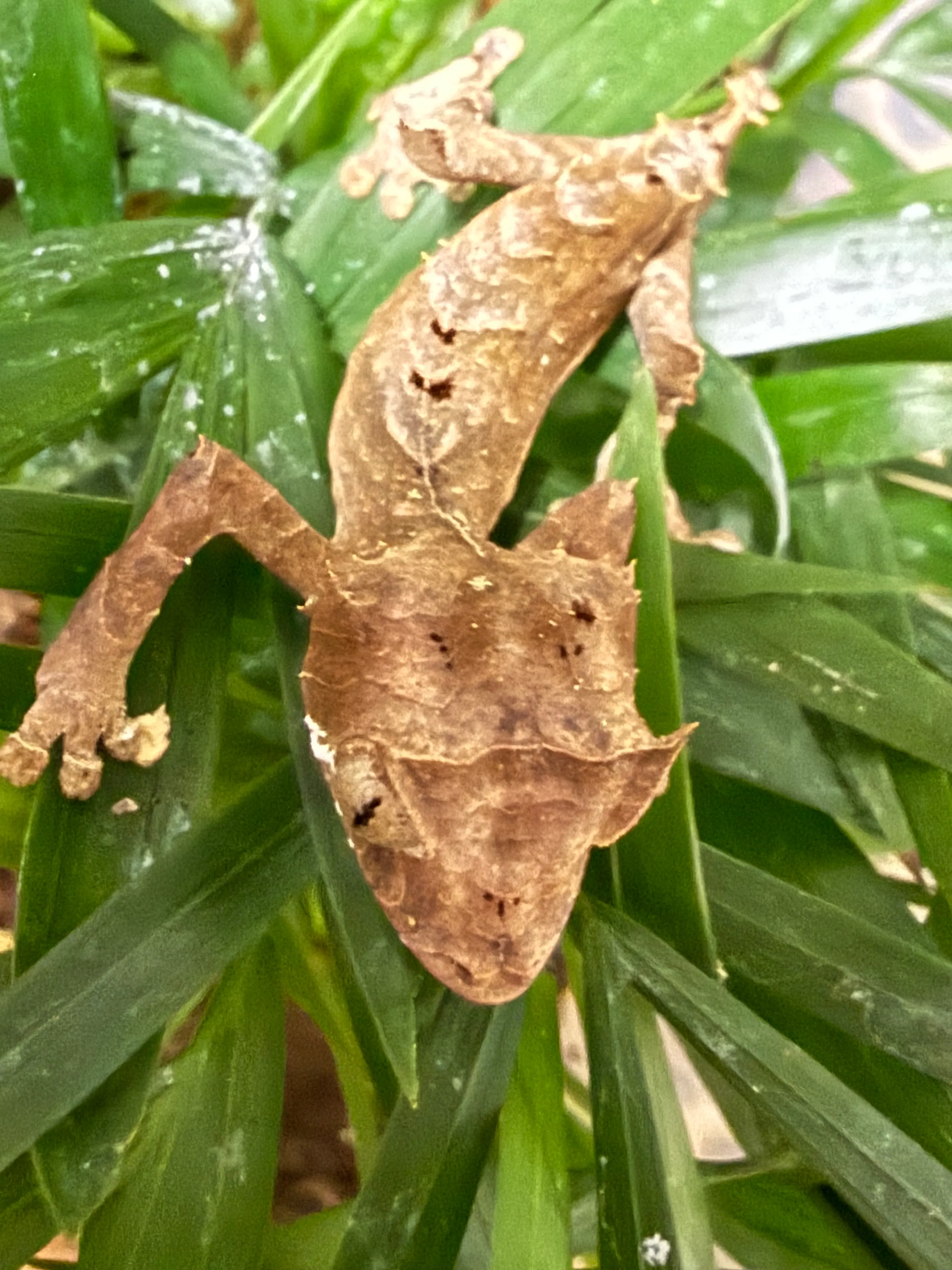 Uroplatus ebenaui – Pfeilschwanzgecko