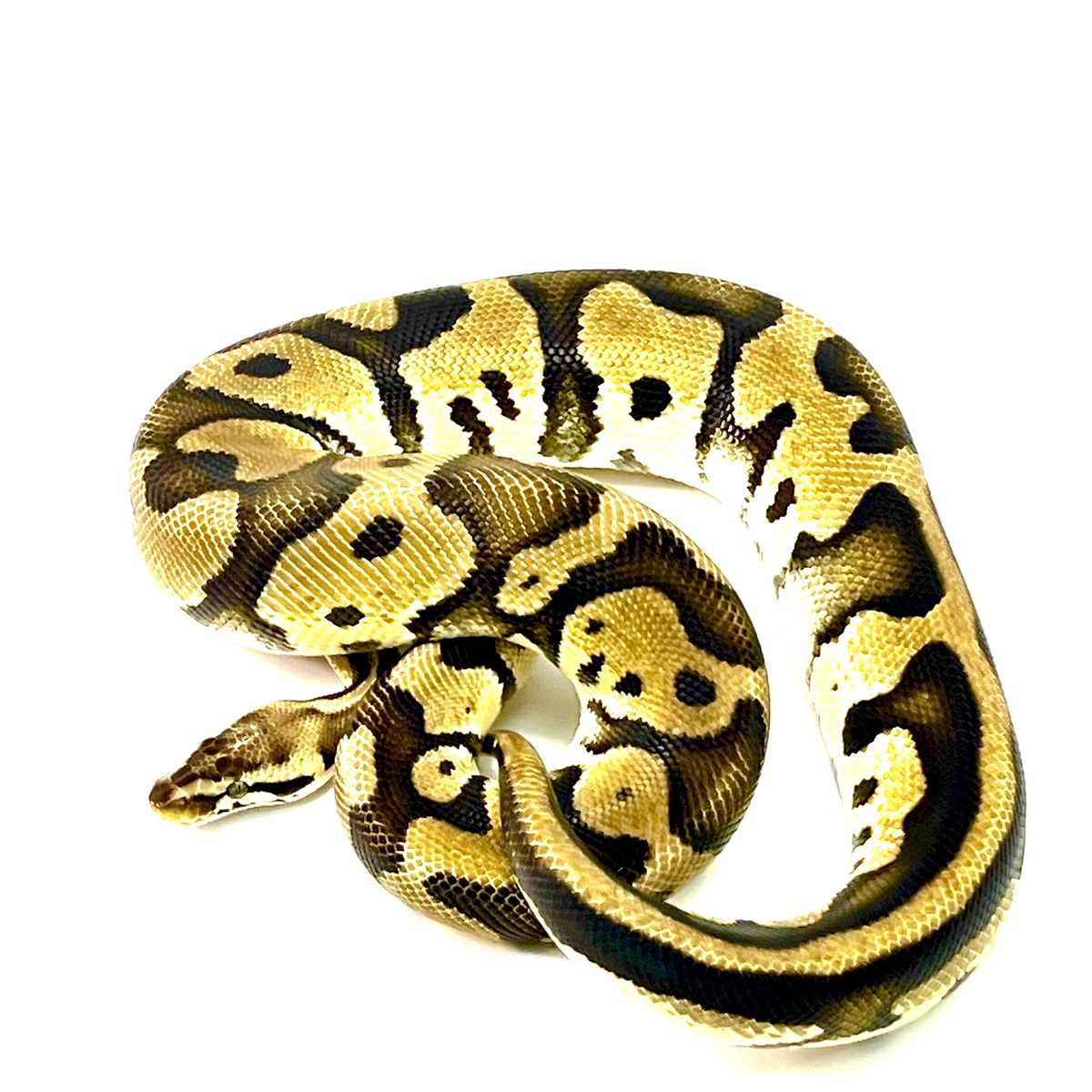 Leopard Pastel poshet Piebald