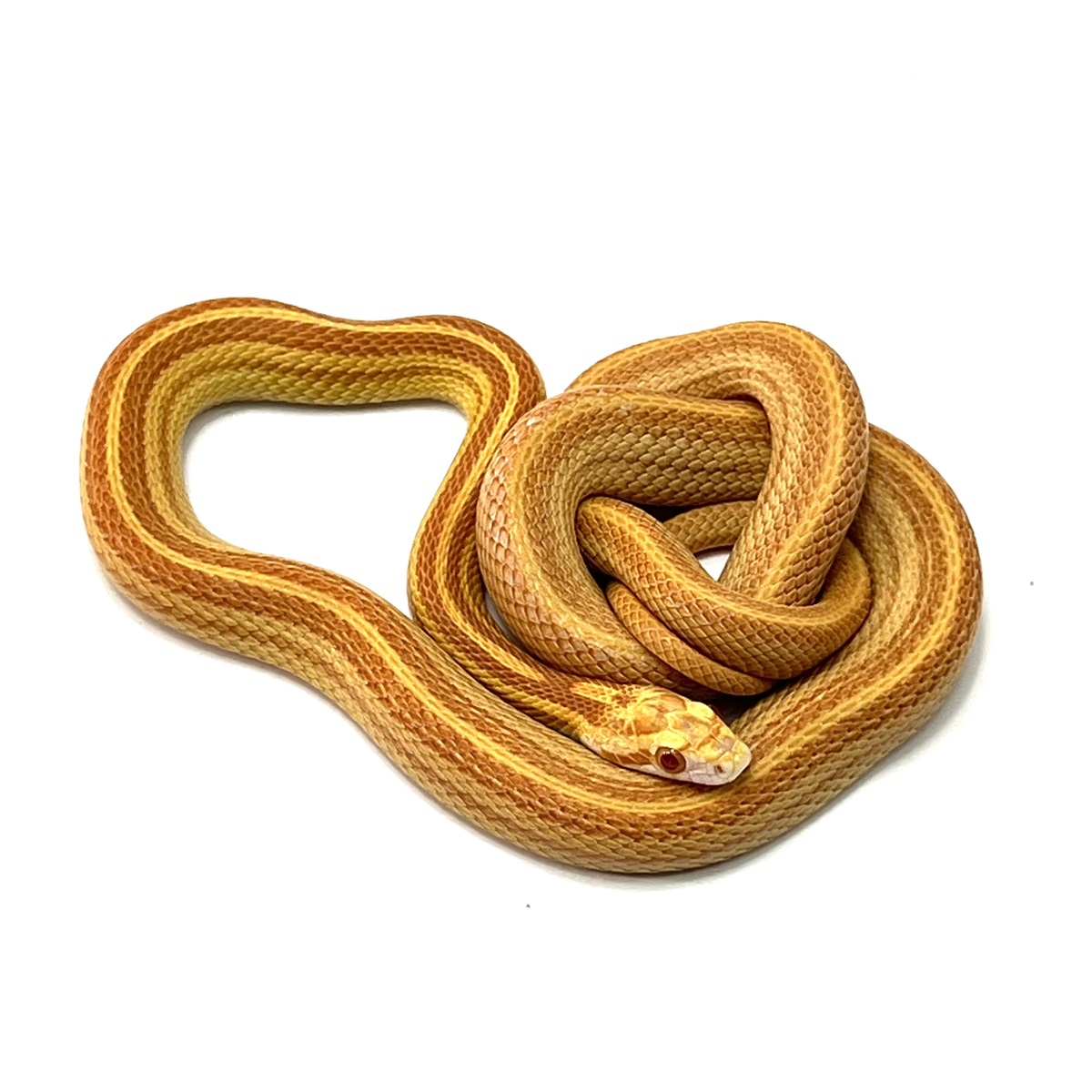 Pantherophis guttatus Hypo Striped