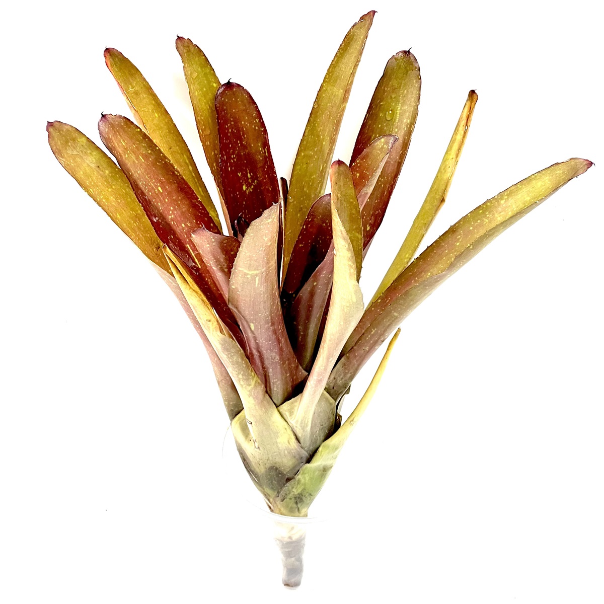 Neoregelia martin red - Bromelie