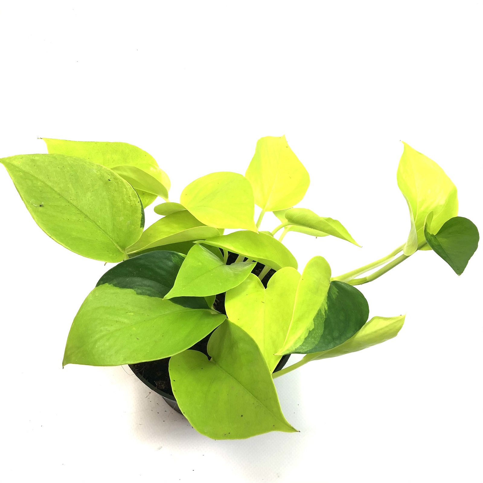 Epipremnum Golden Pothos variegata