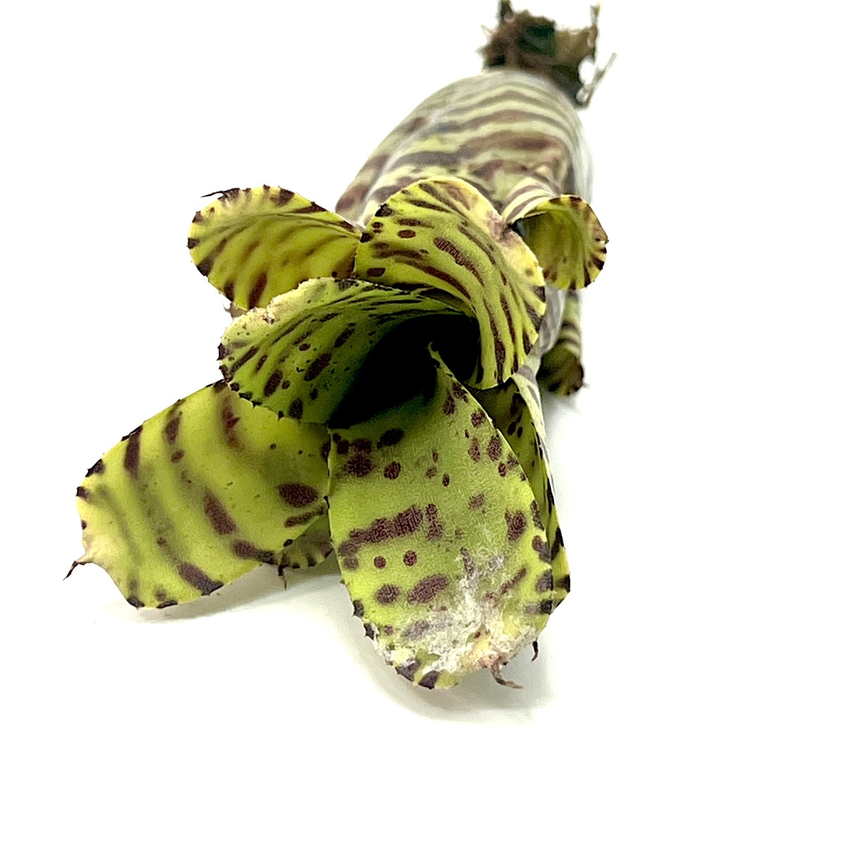 Neoregelia zotica