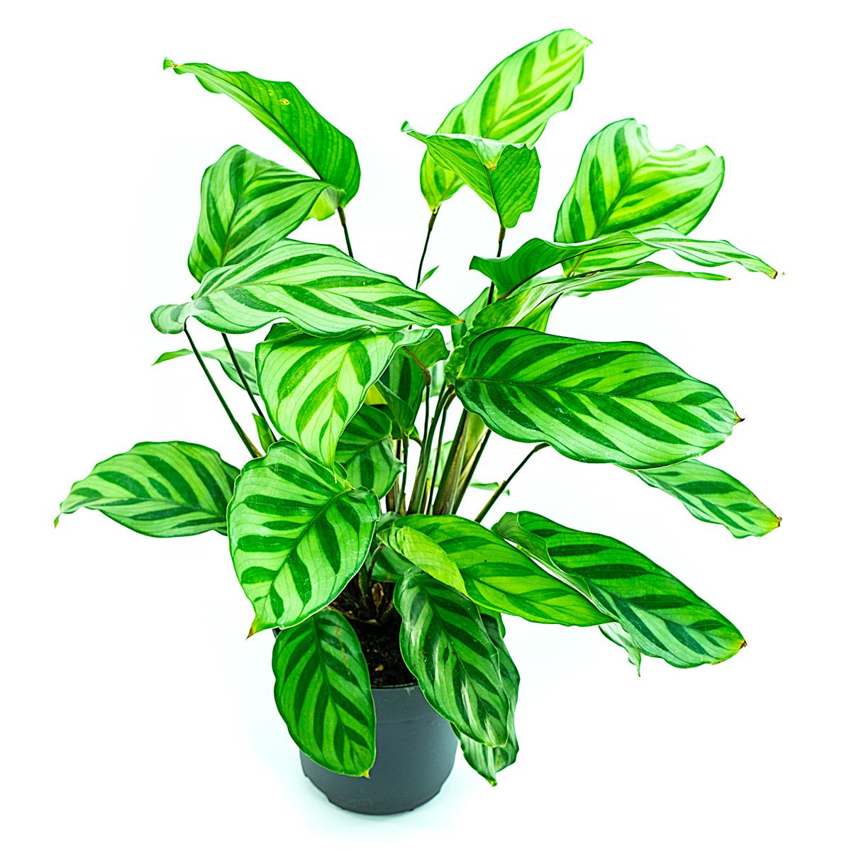 Calathea freddy
