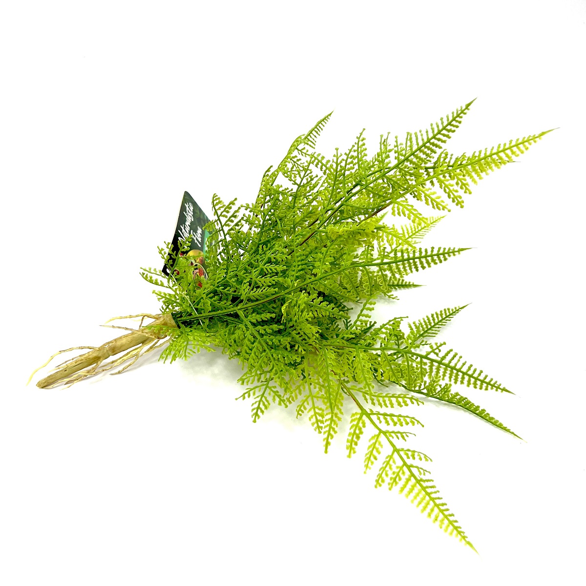 Naturalistic Flora Lace Fern