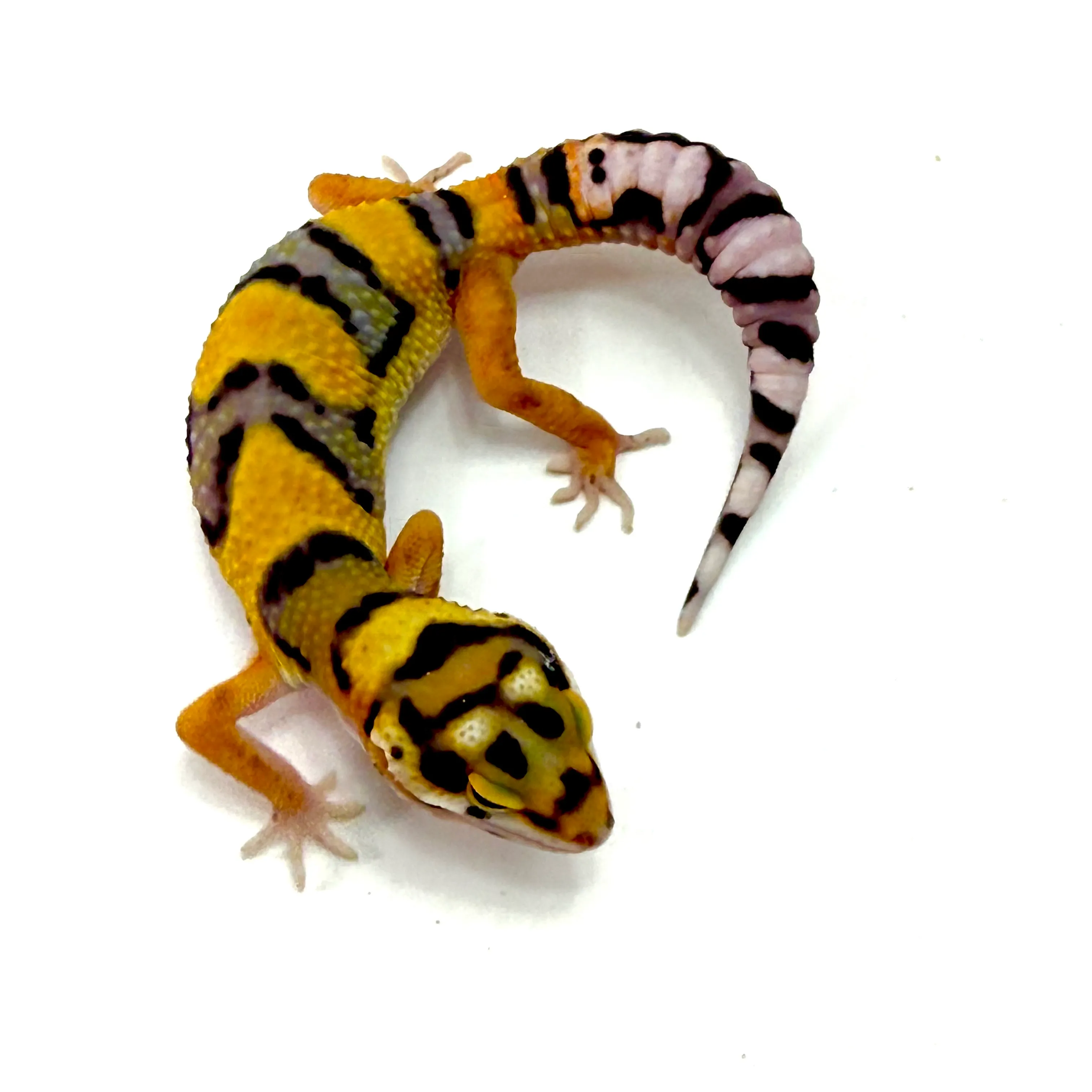 Mandarin Zorro