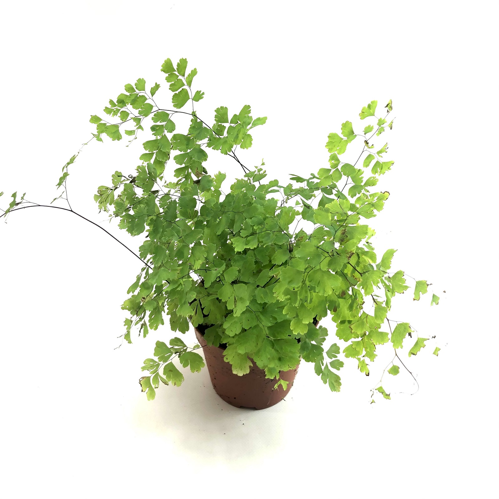 Adiantum rad fragrans Terrarienpflanze Farn