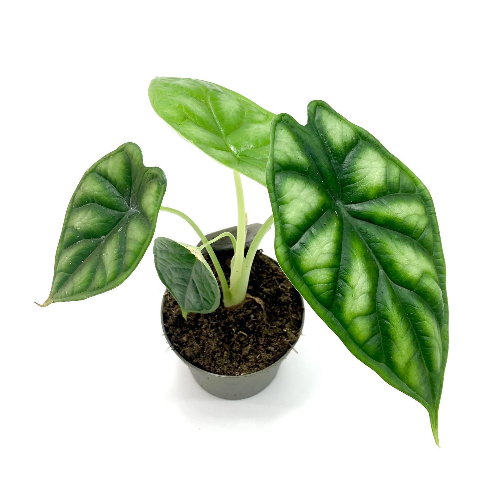Alocasia Silver Dragon