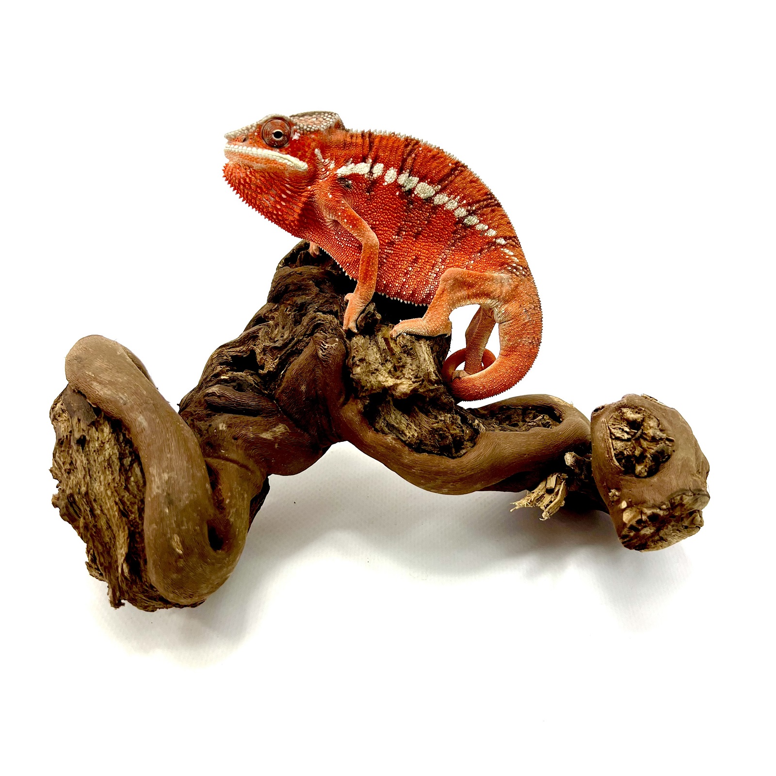 Furcifer pardalis Ambilobe Red Bar