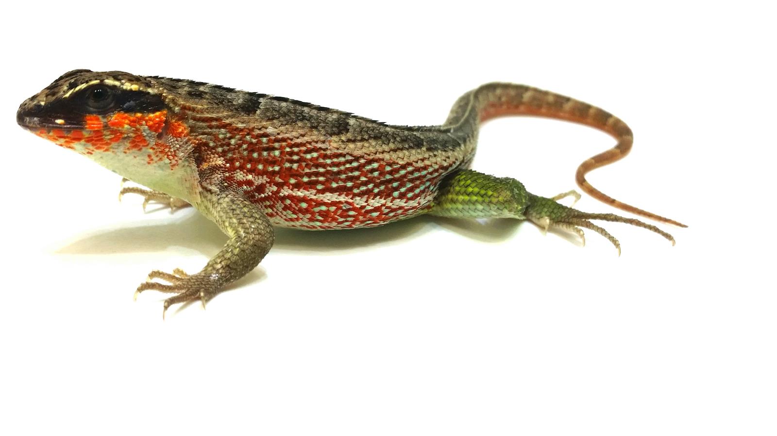 Leiocephalus personatus