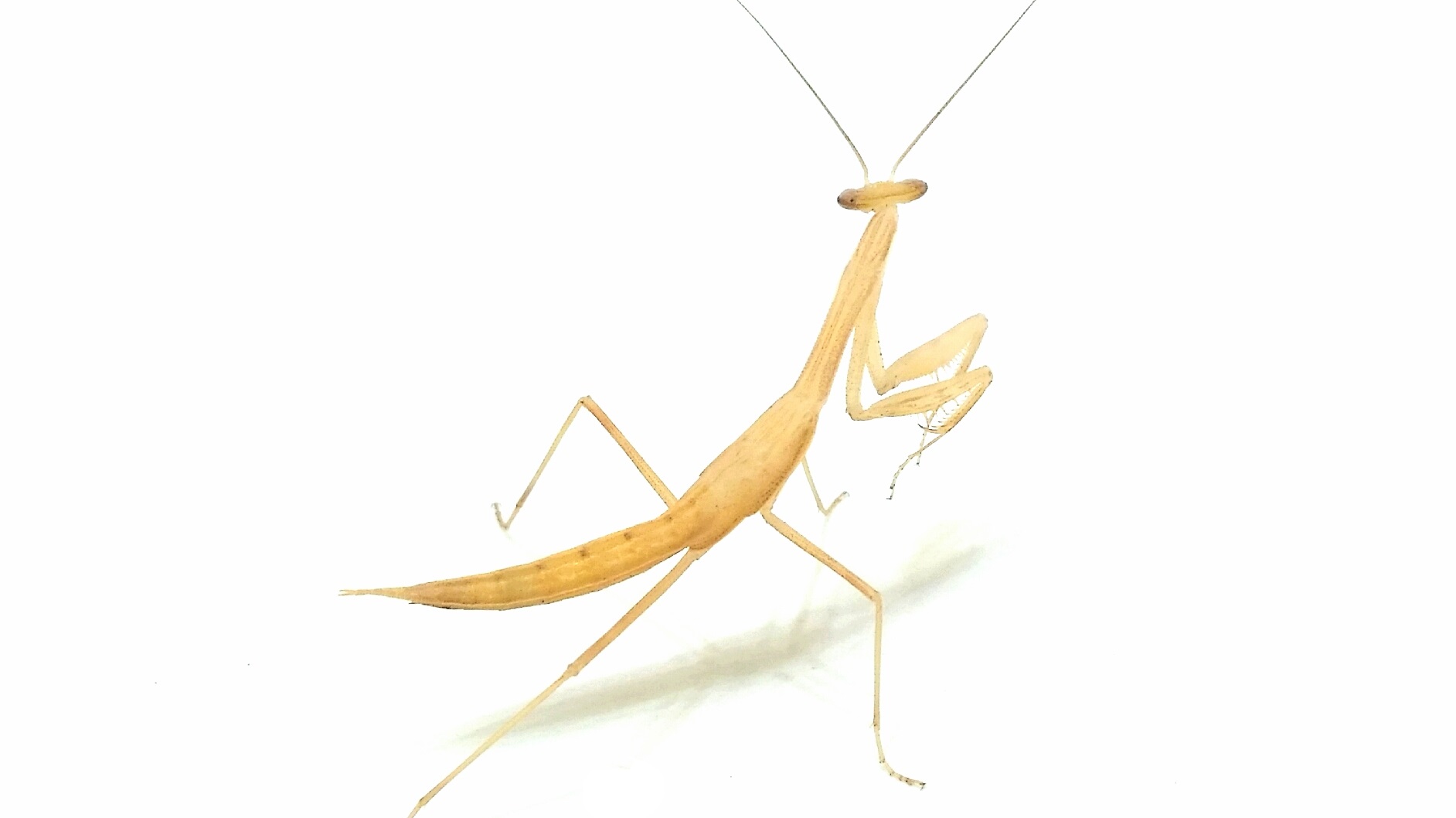Miomantis paykullii Pharaomantis