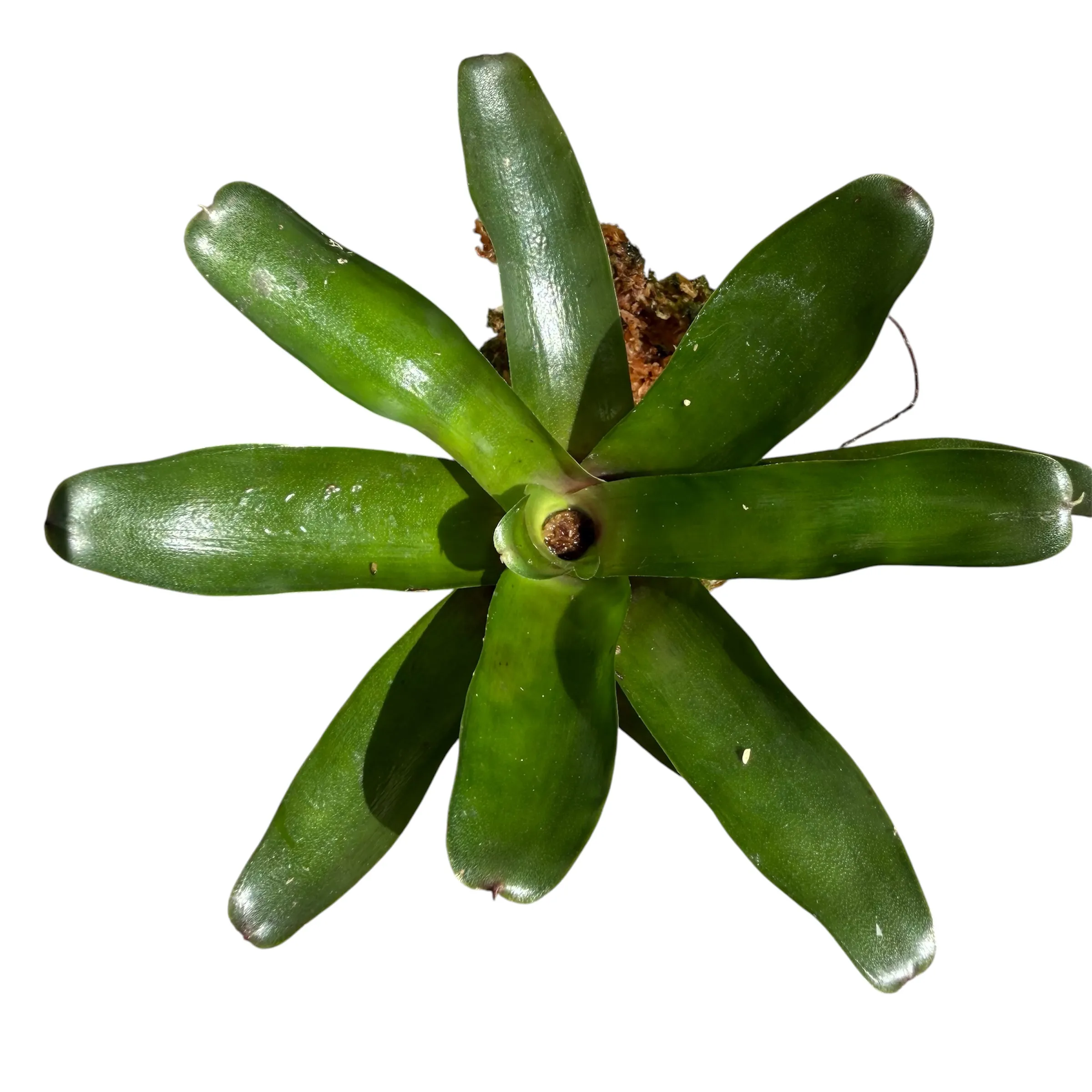 Neoregelia fireball Bromelie